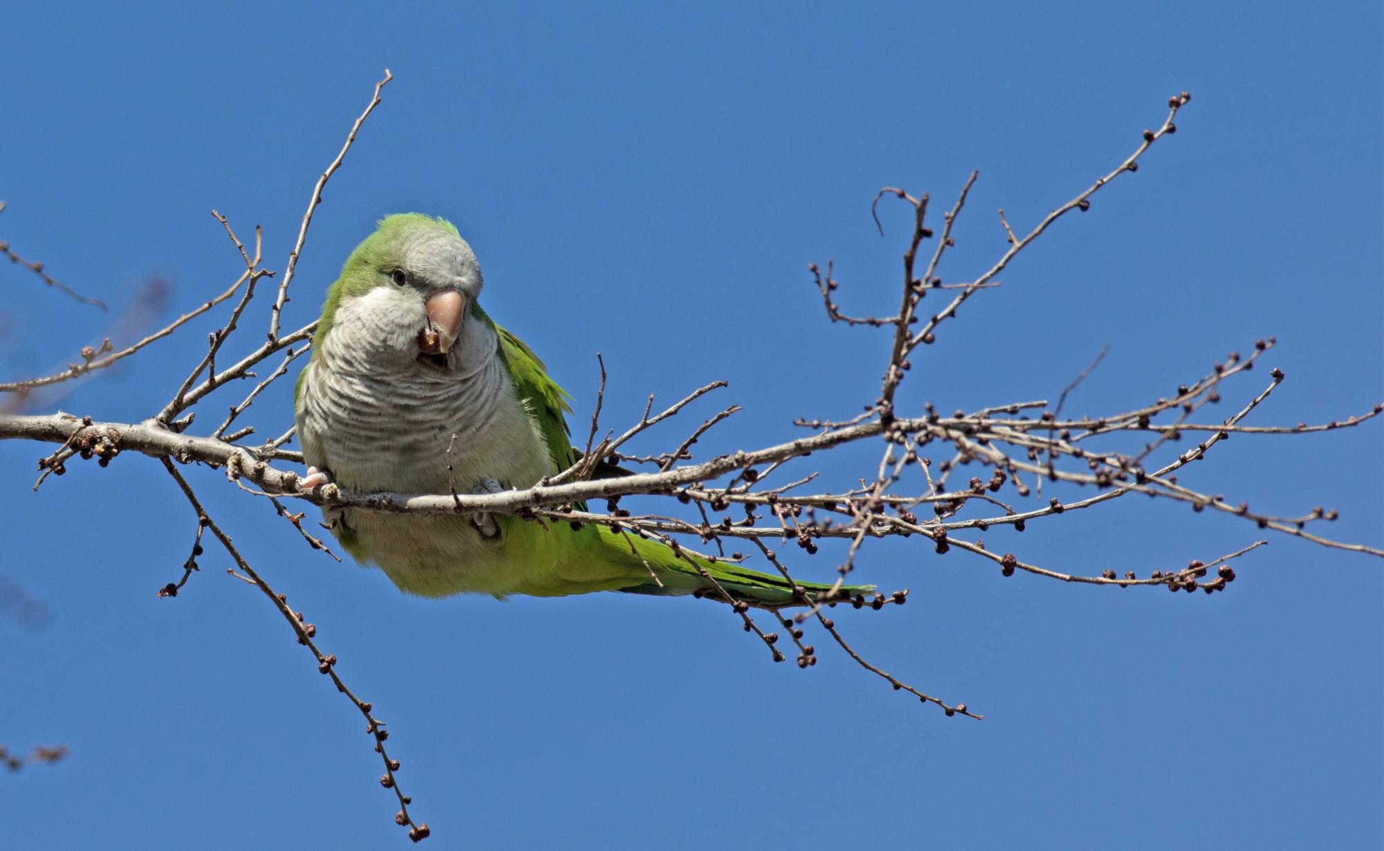 Why Are Monk Parakeets Leaving Hyde Park? | Chicago Tonight | WTTW