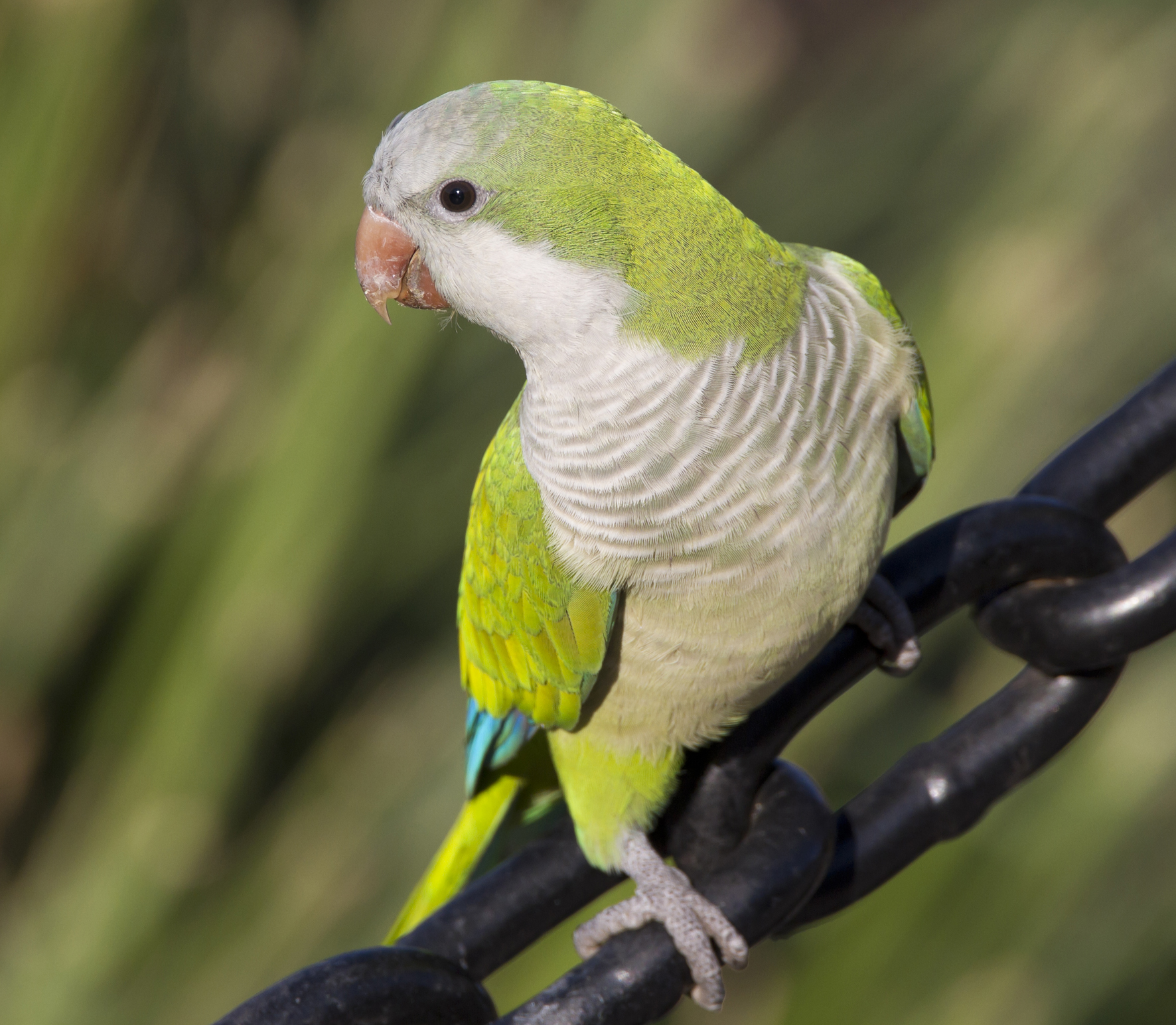 Quaker Parrot Facts, Lifespan, Behavior, Pet Care, Pictures ...