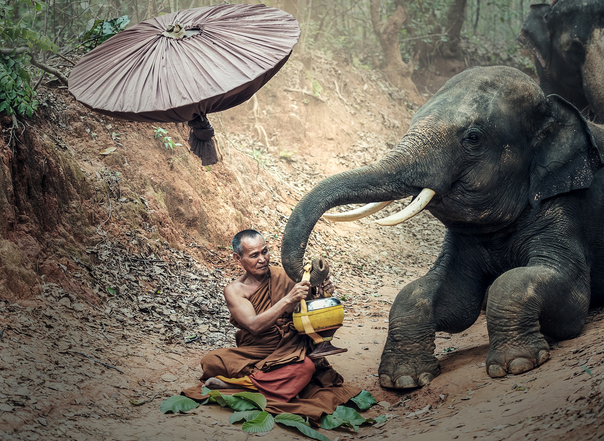 Monk with an elephant photo