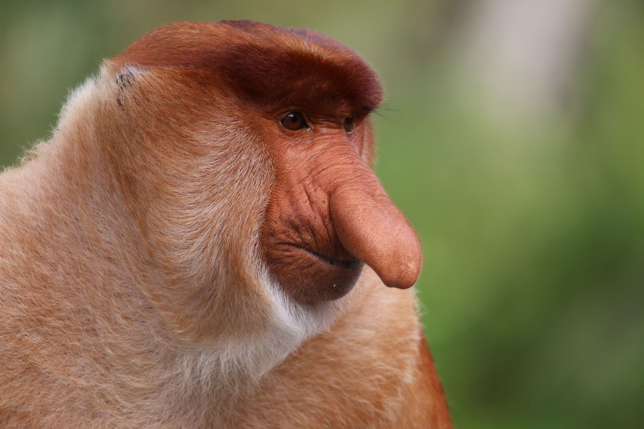 Male Proboscis Monkeys With Bigger Noses Have Better Sex Lives