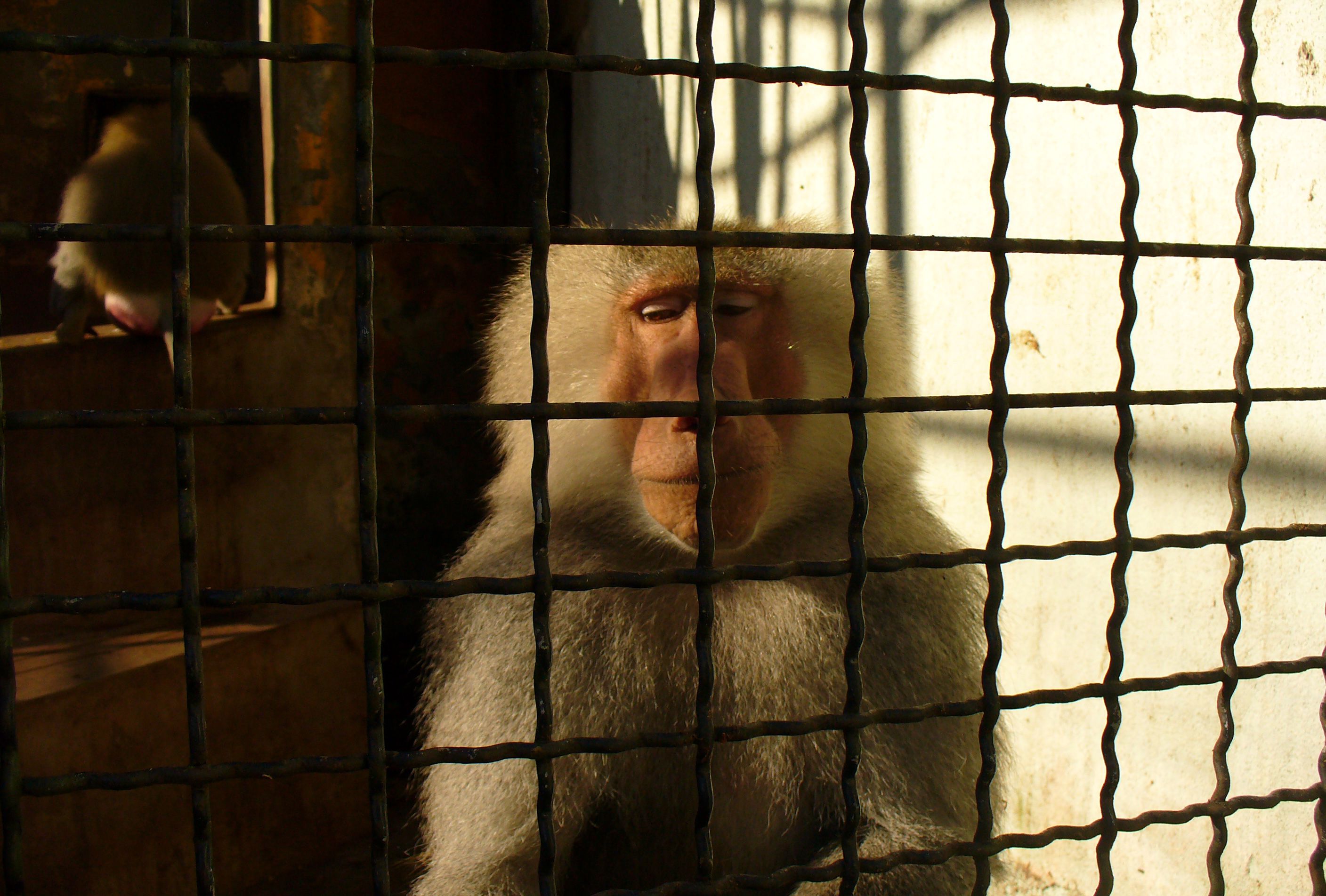 Free Image: Sad monkey behind bars | Libreshot Public Domain Photos