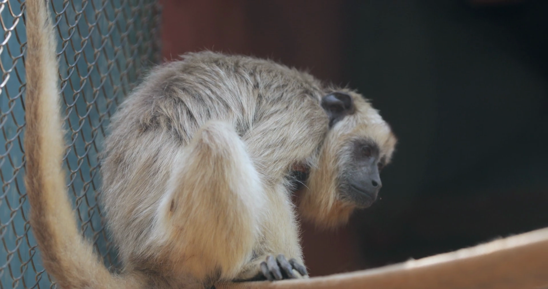 Sad Looking Monkey Locked Behind Bars Inside Cage Stock Video ...