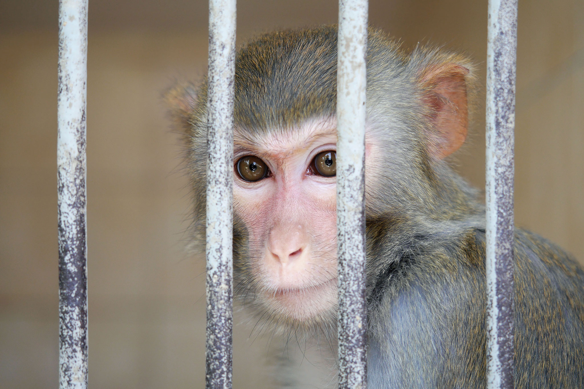 VW Monkey Testing Reflects Growing Unpopularity With Animal Experiments