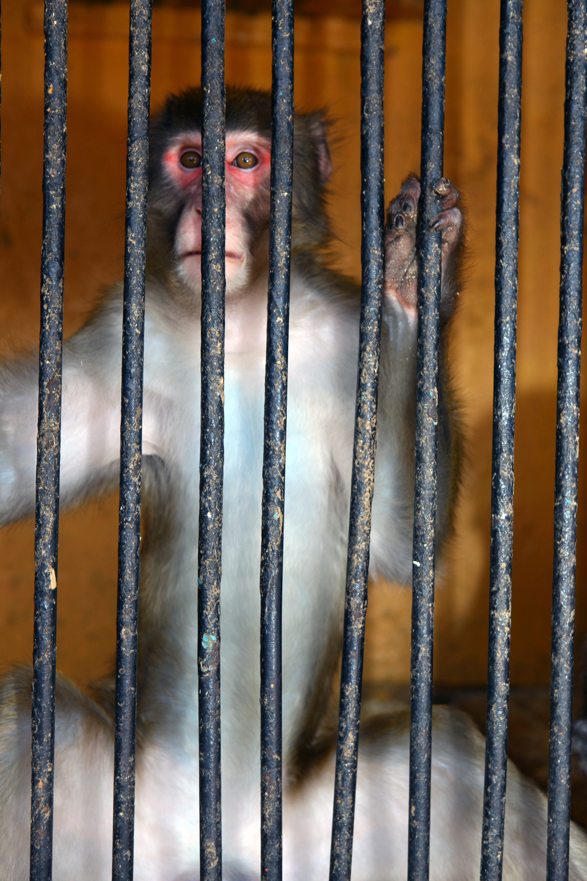 Monkey behind bars photo