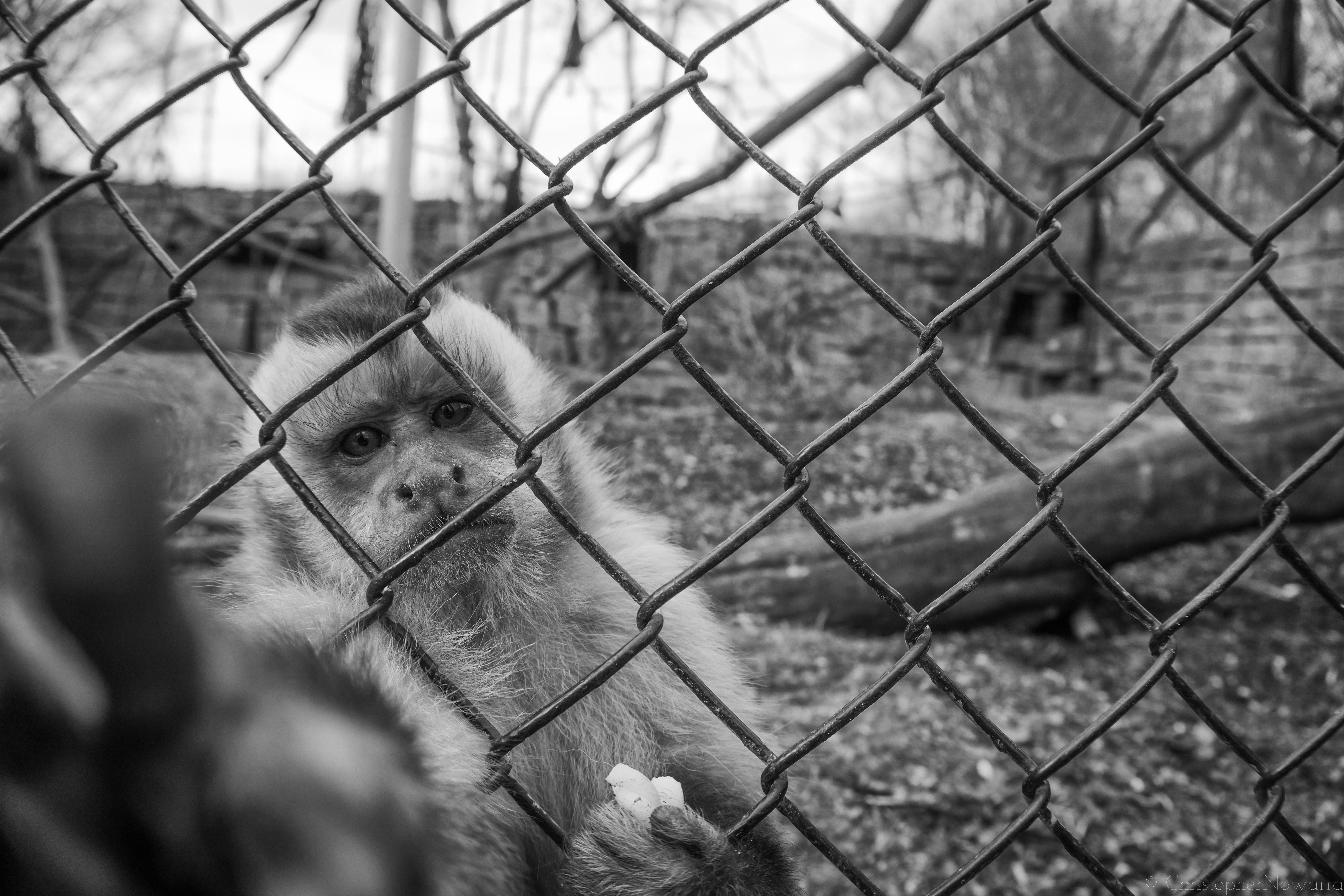 Monkey behind wire mesh fence photo