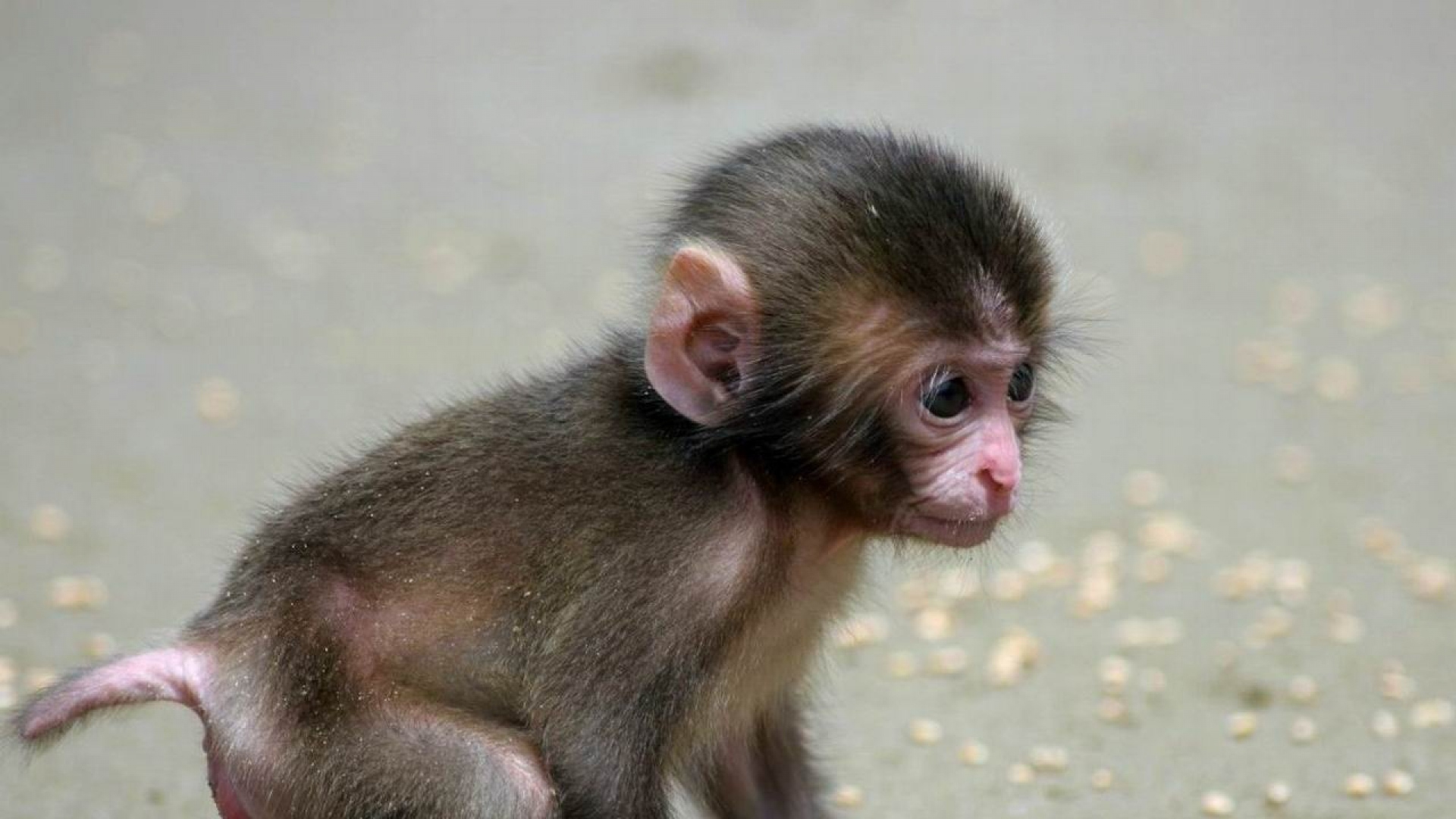Monkey cub photo