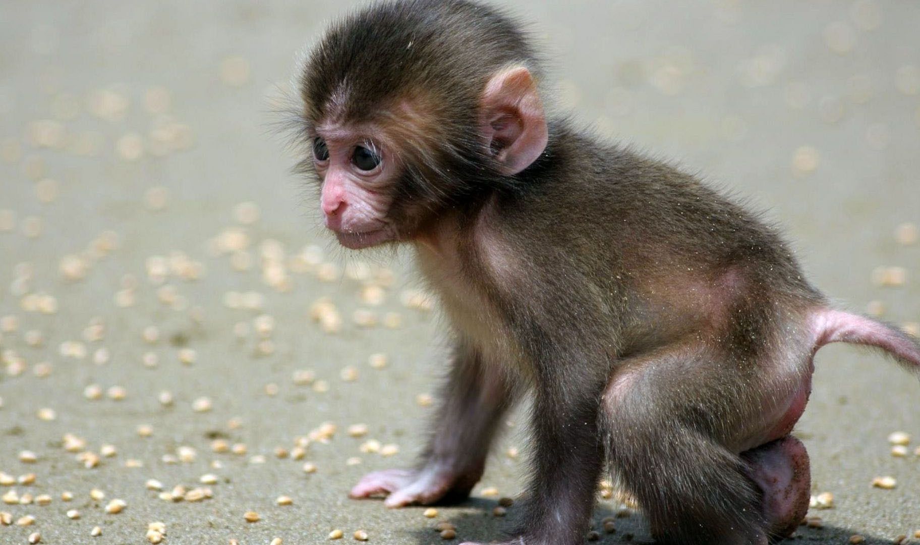 Squirrel Monkey baby. This monkey lives in dense tropical jungles ...
