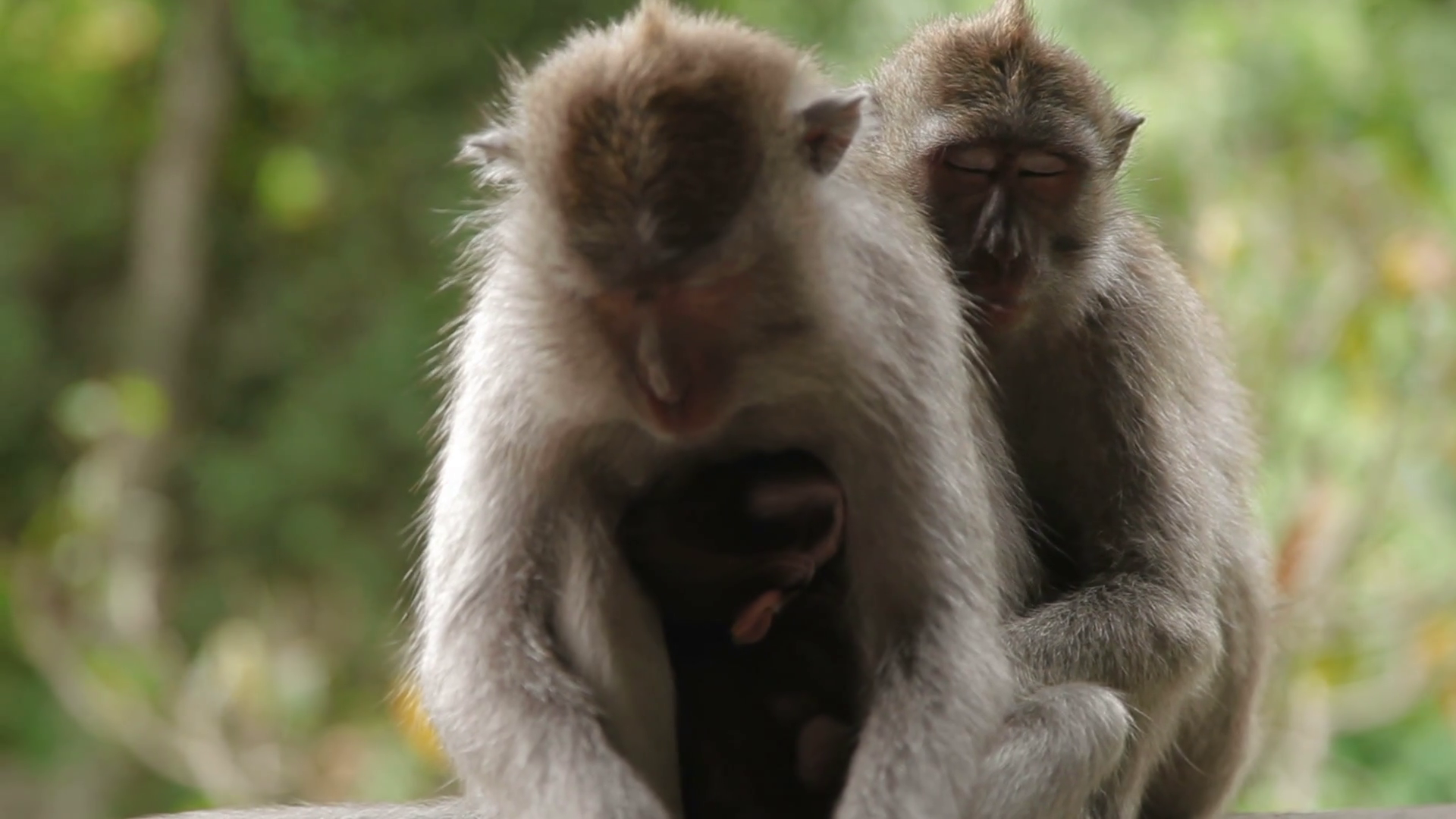 Sleeping monkeys. with cub. Monkey forest in Ubud Bali Indonesia ...