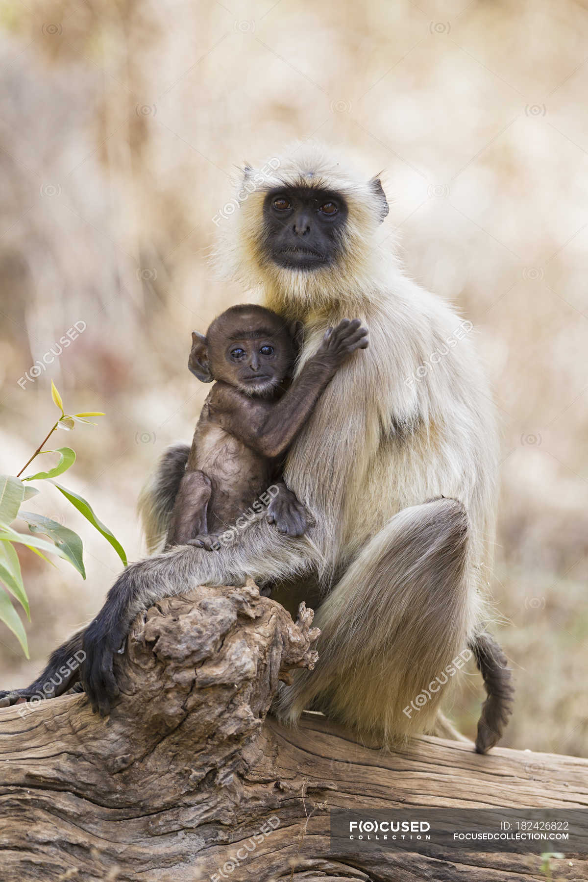 Langur monkey with cub sitting on log — Stock Photo | #182426822