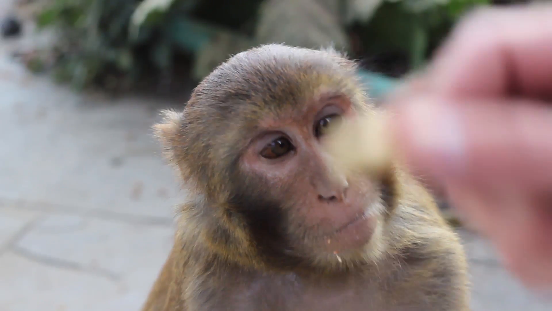Monkey tries to pry the nut out of the hand Stock Video Footage ...