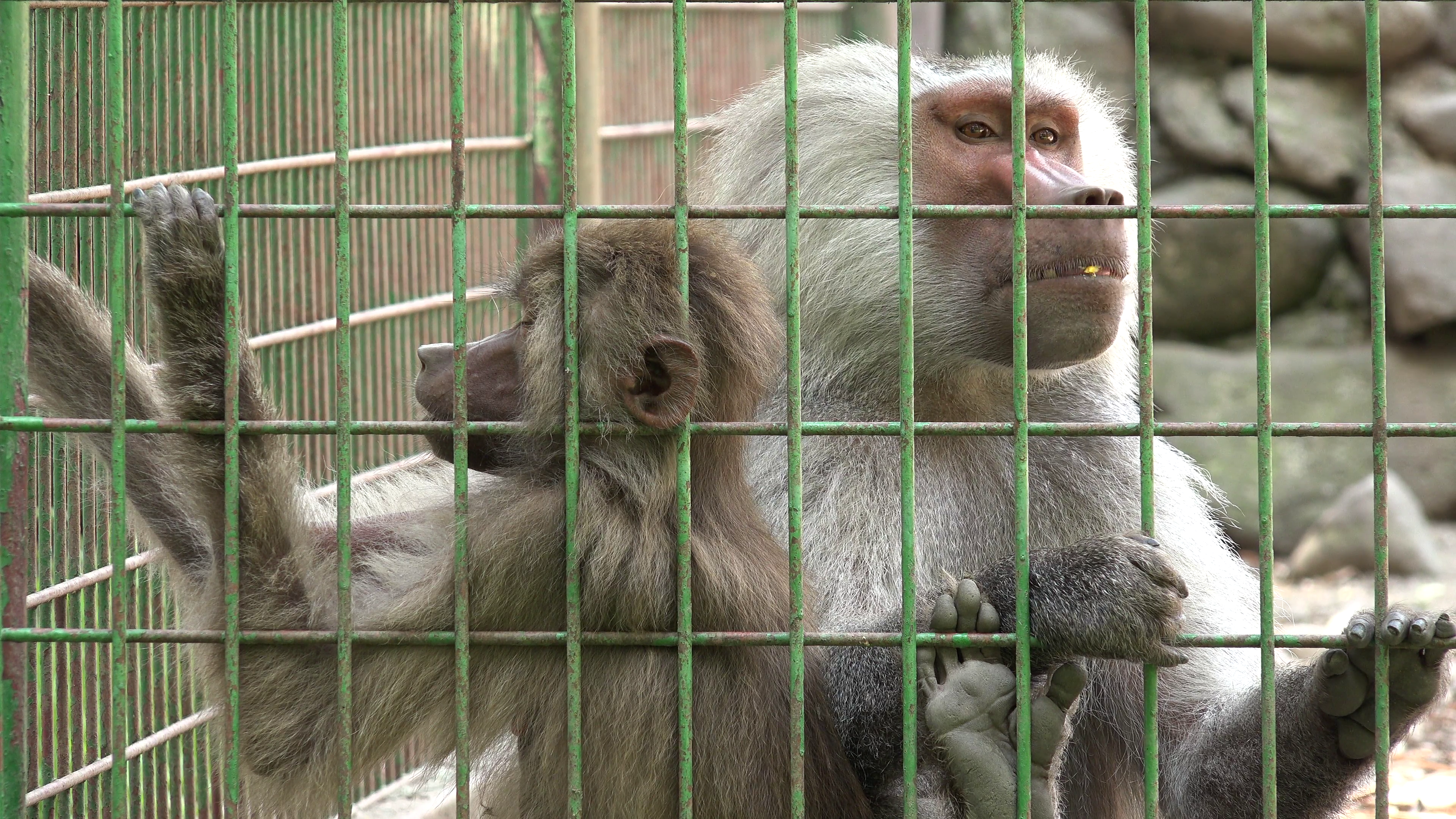 4K Monkey Family in Captivity at Zoo, Baby Ape, Hamadryas Baboon ...