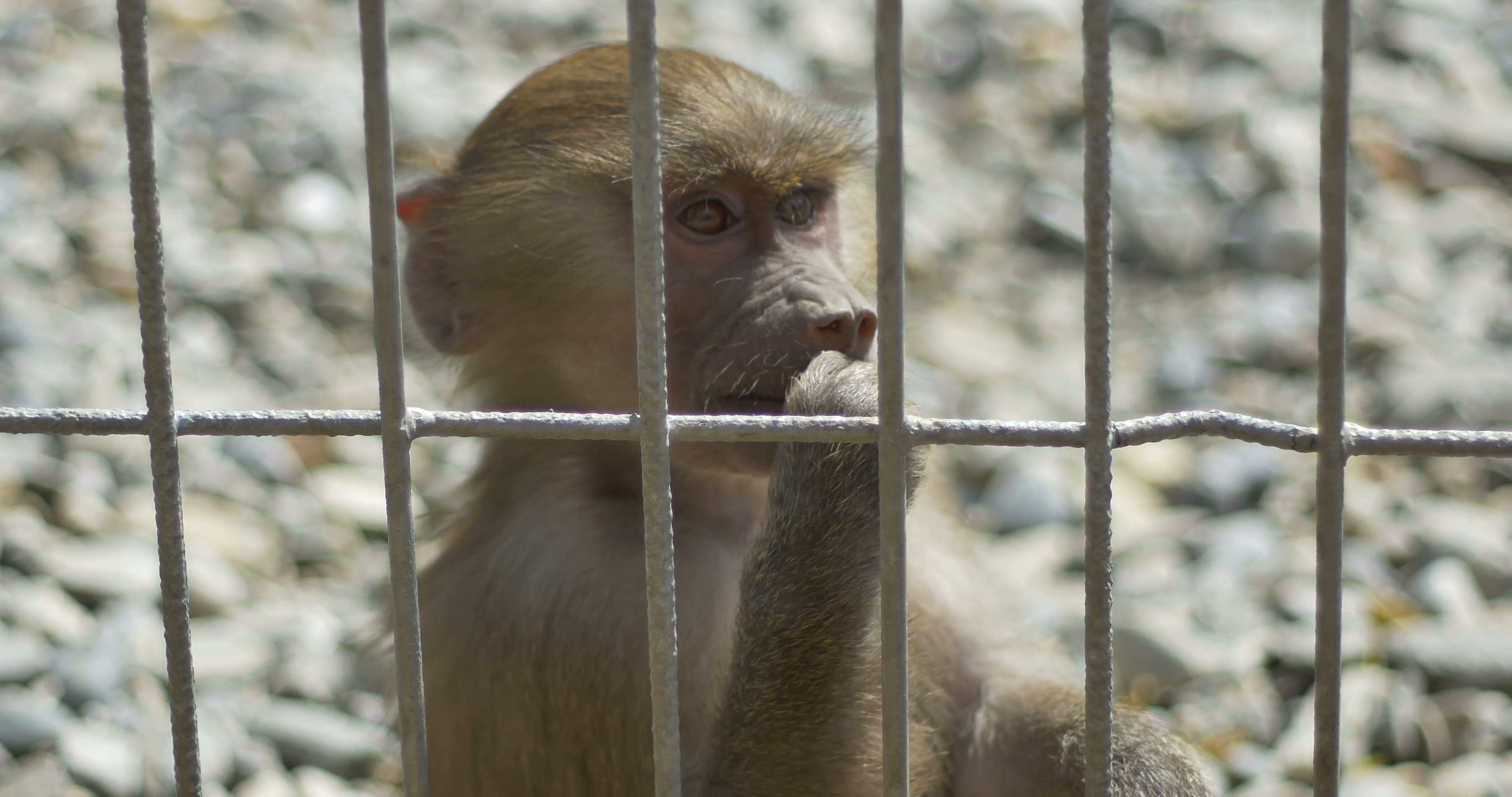 Close up of a baby monkey eating a nut after the bars, living in ...