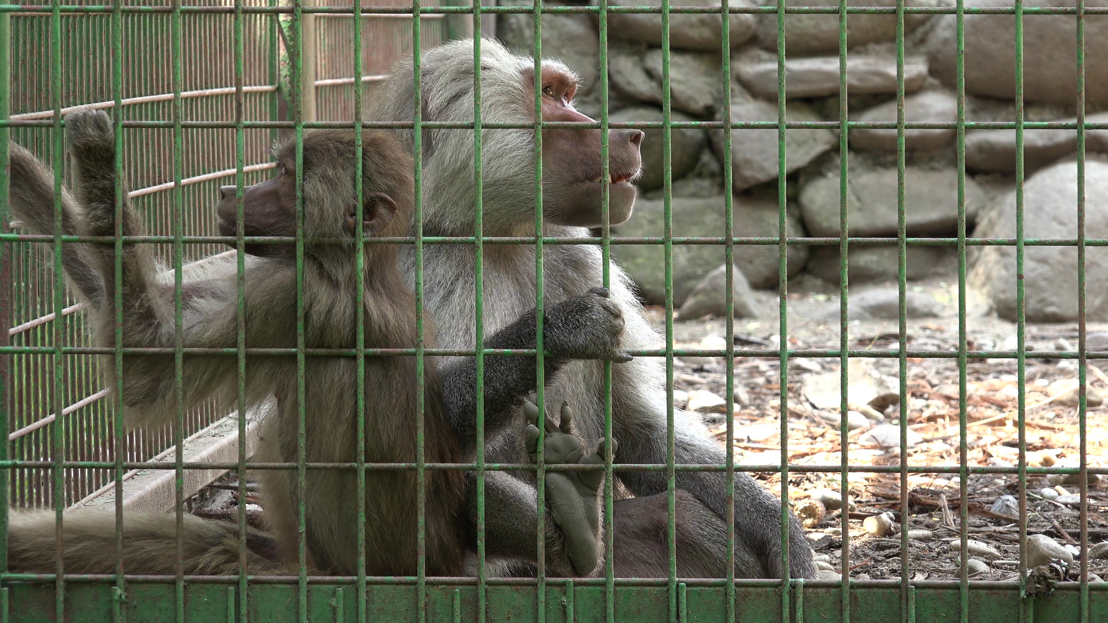 4K Monkey Family in Captivity at Zoo, Baby Ape, Hamadryas Baboon ...