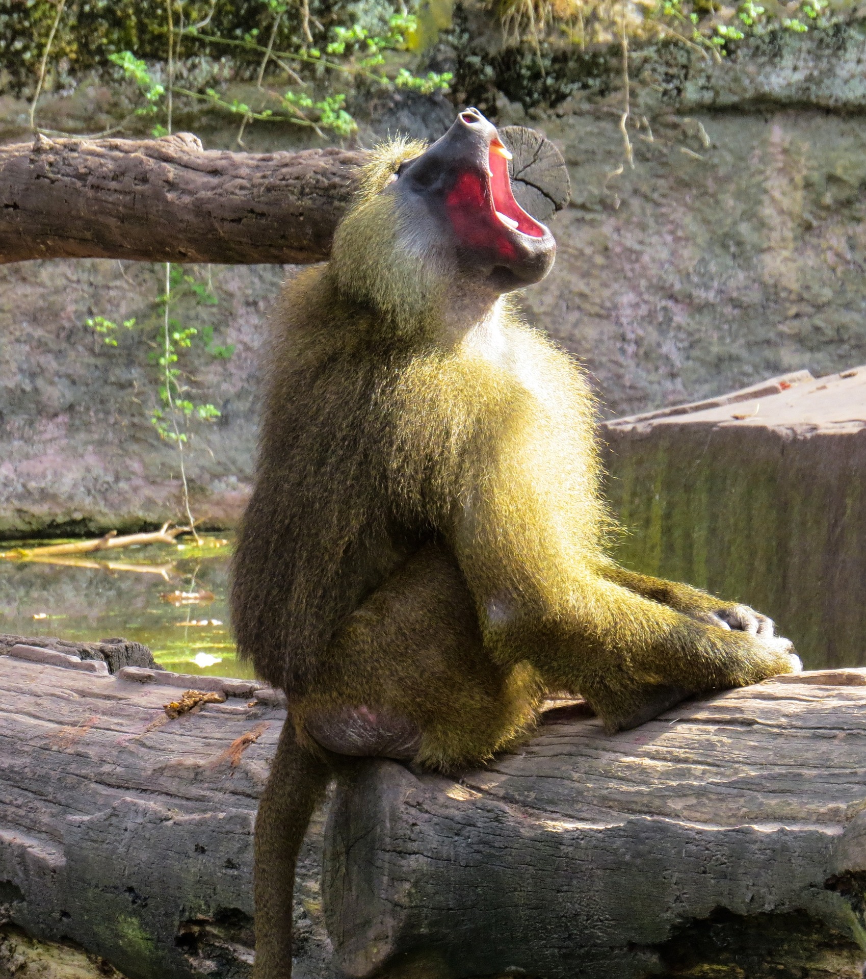 Monkey in the zoo photo