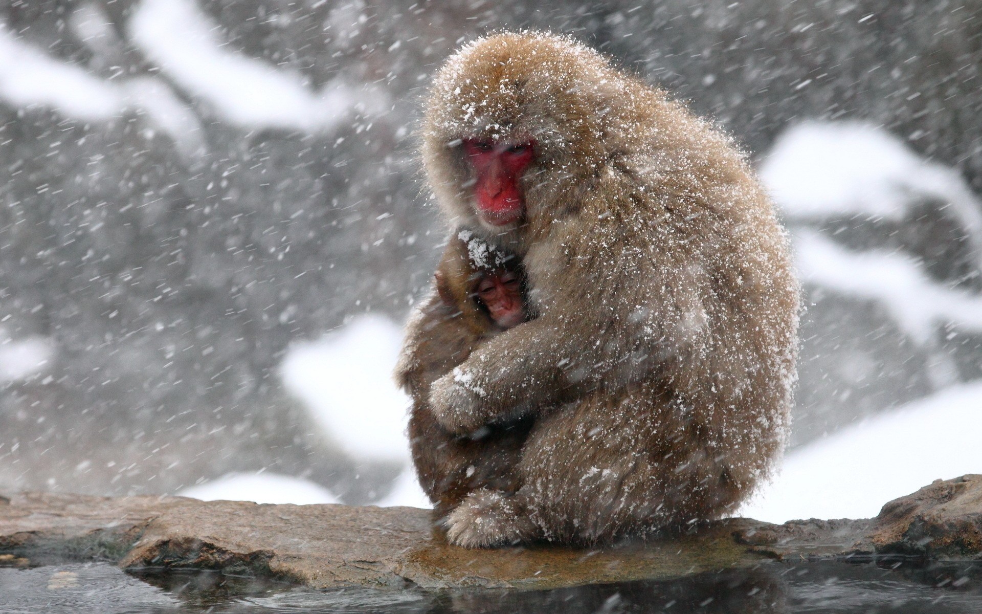 Baby Animals: Monkey Winter Animals Snowing Mother Nature Cute Snow ...