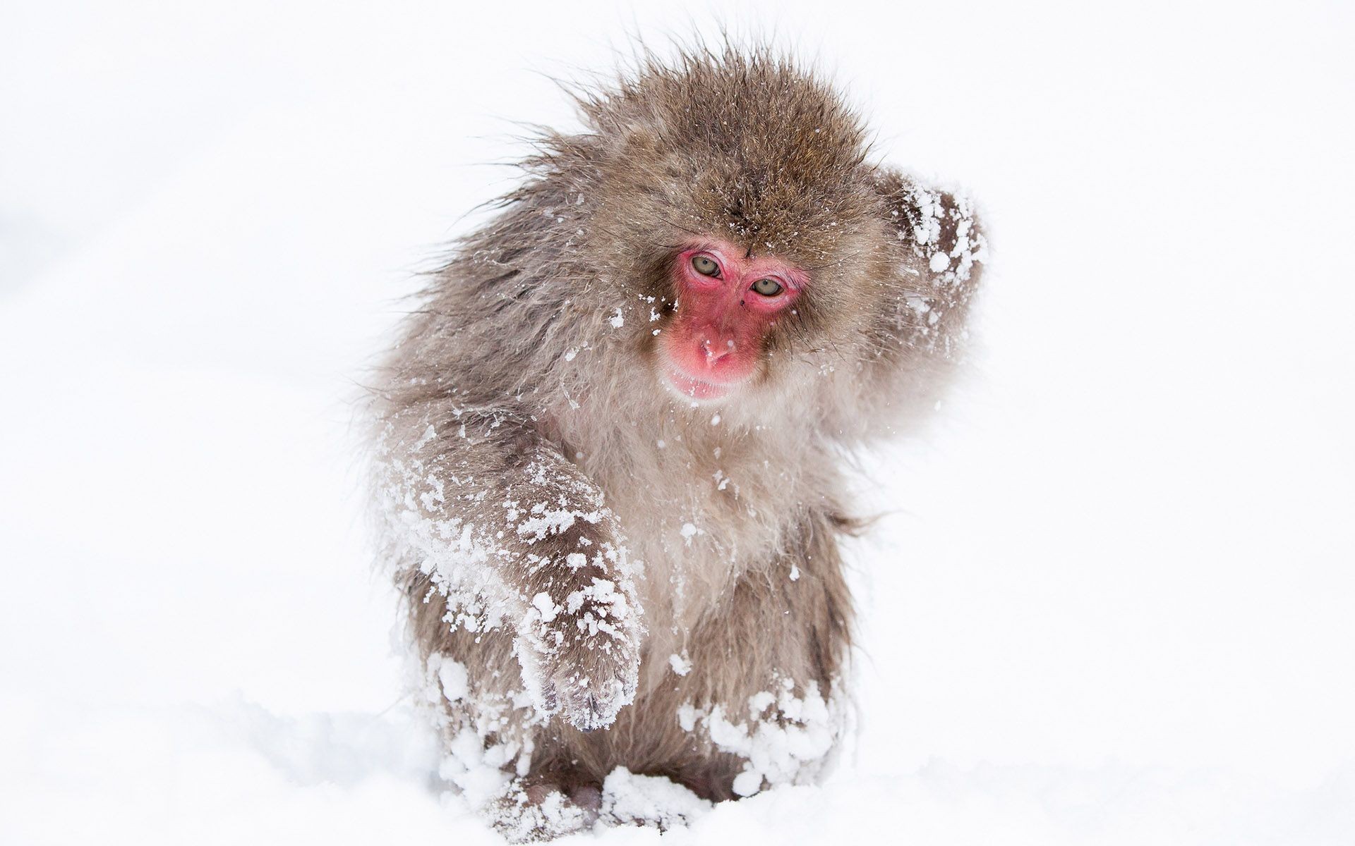 Animals: Japanese Macaque Snow Winter Monkey Wallpaper Background ...