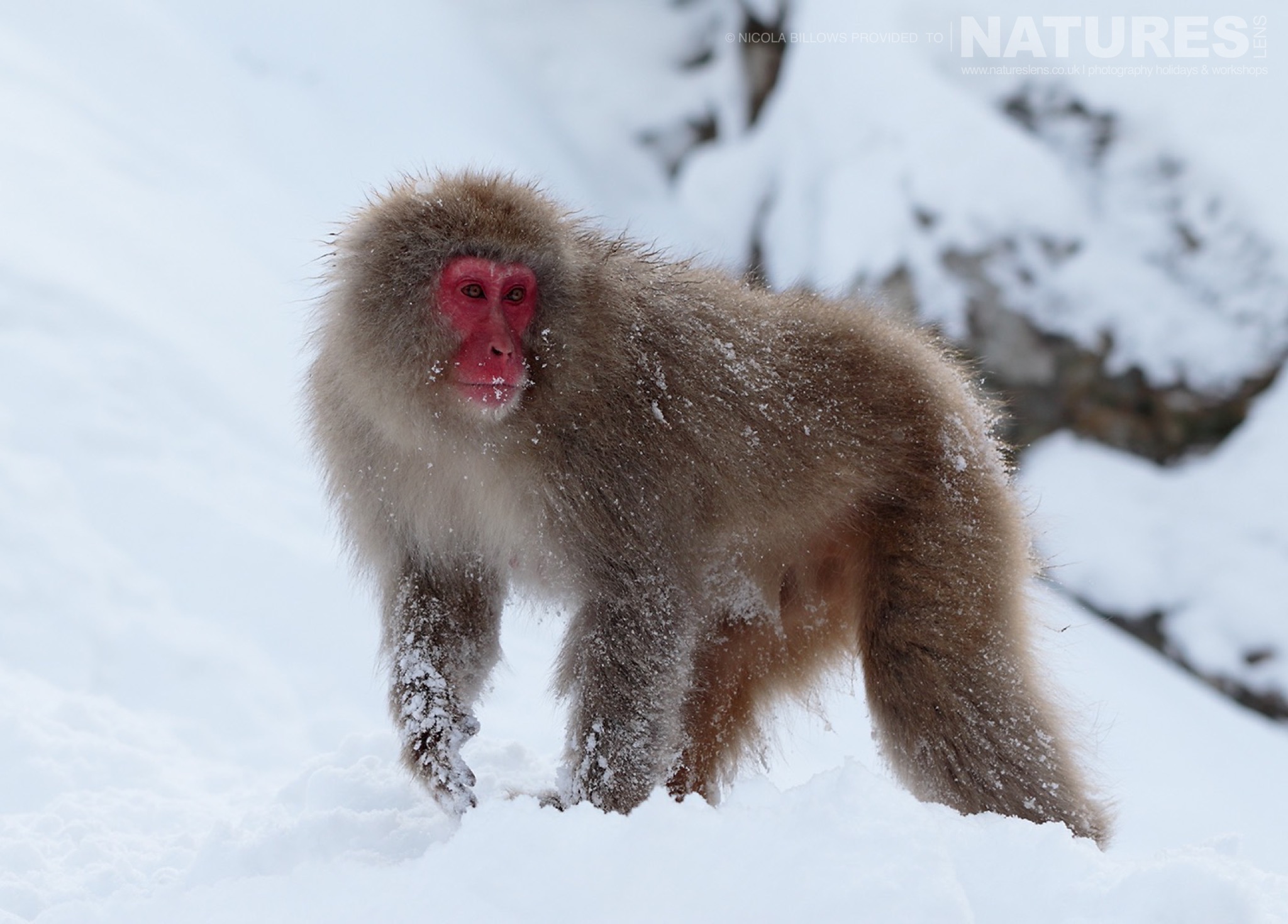 Winter Wildlife in Japan - Snow Monkeys | NaturesLens