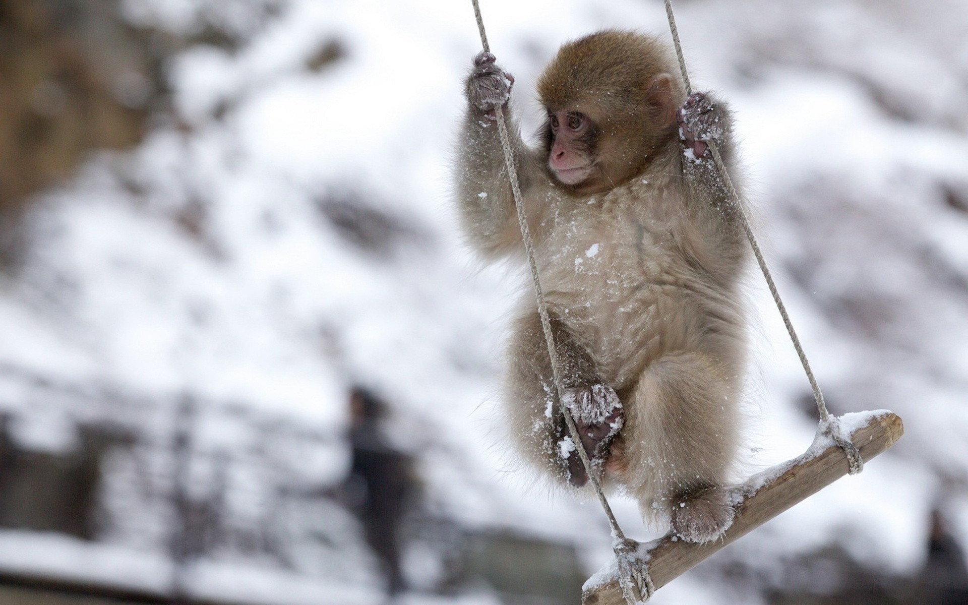 Baby Animals: Fun Monkey Swing Snow Mood Animals Winter Baby Animal ...
