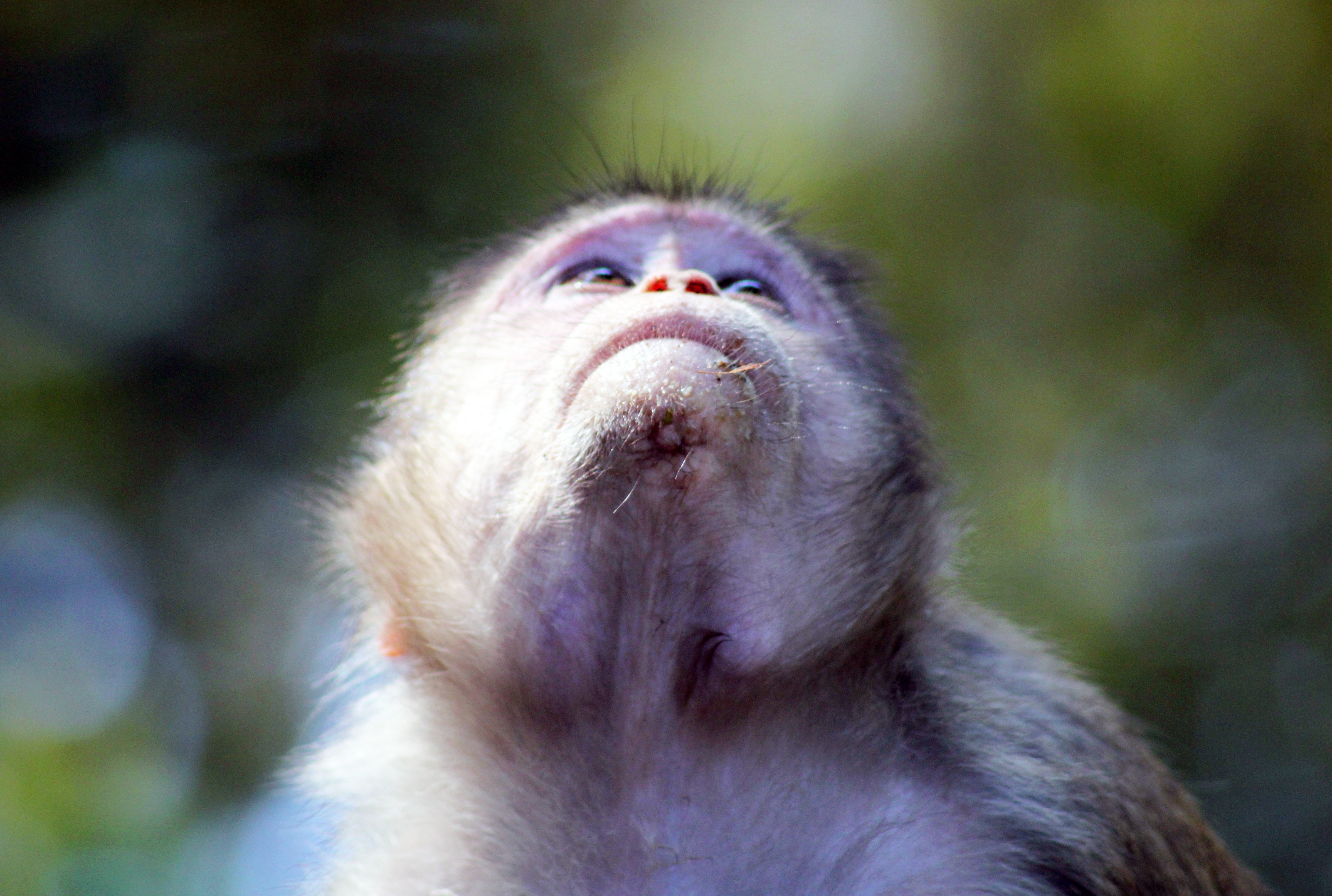 Monkey Looking Up : Public Domain Pictures