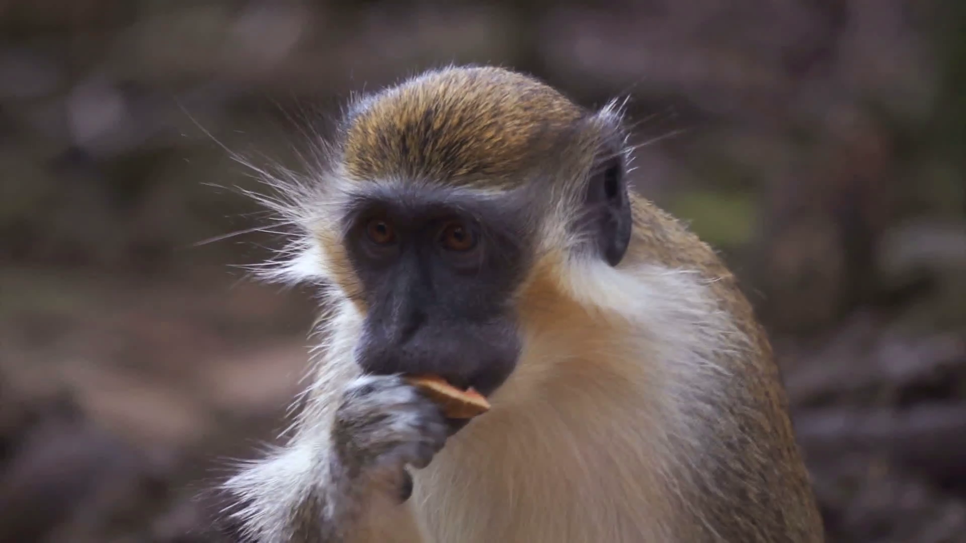 Monkey, Looking, Jungle Trees Stock Video Footage - VideoBlocks
