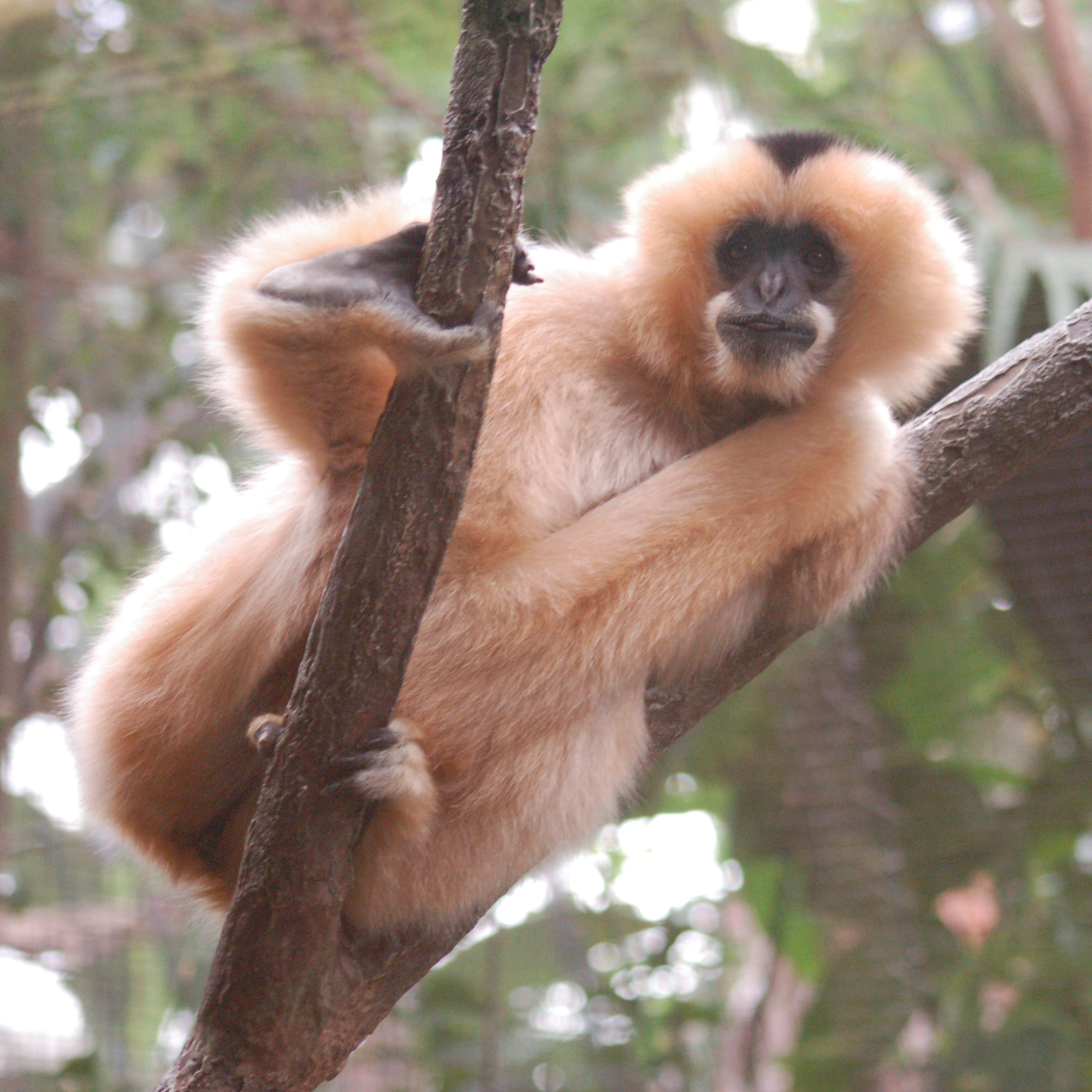 File:Unidentified Monkey Looking 2000px.jpg - Wikimedia Commons