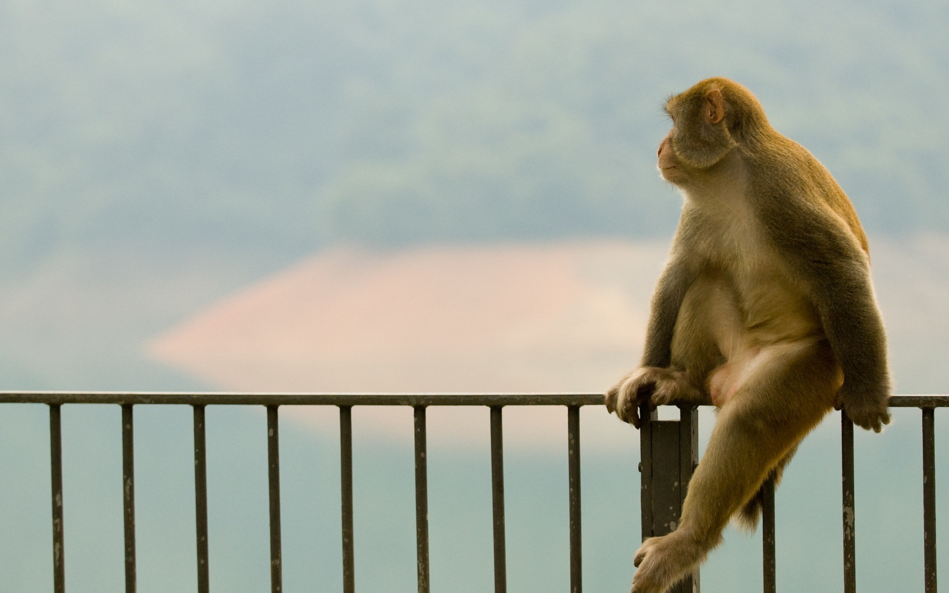 Animals: Monkey Fence Image 1920x1200 for HD 16:9 High Definition ...