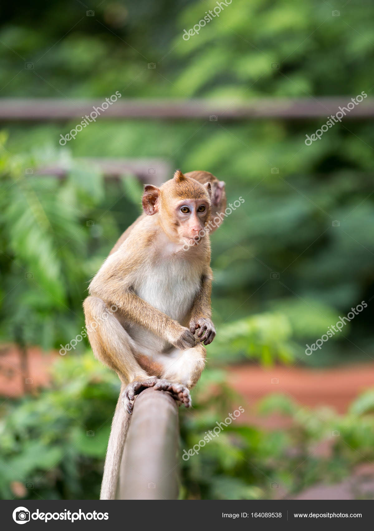 two monkey sitting on the fence and looking for something — Stock ...