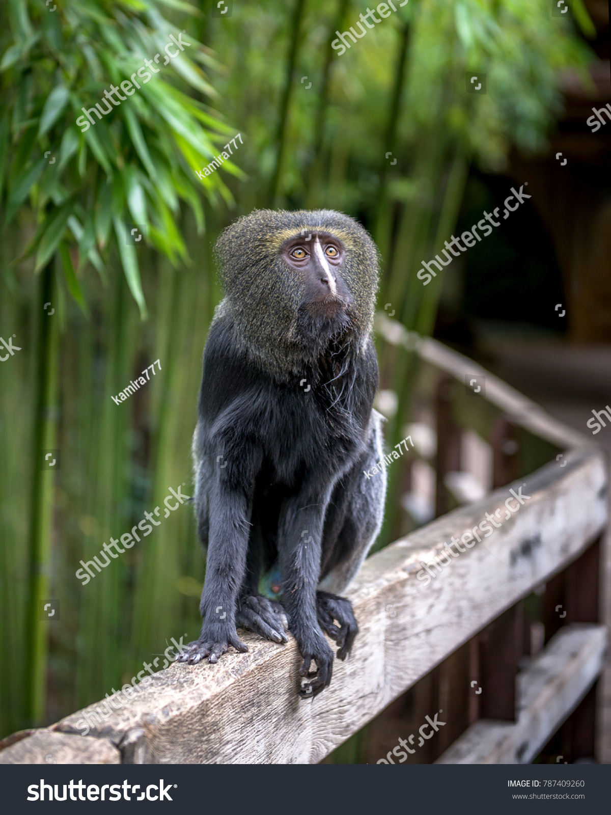Hamlyns Owlfaced Monkey Sits On Fence Stock Photo (Royalty Free ...