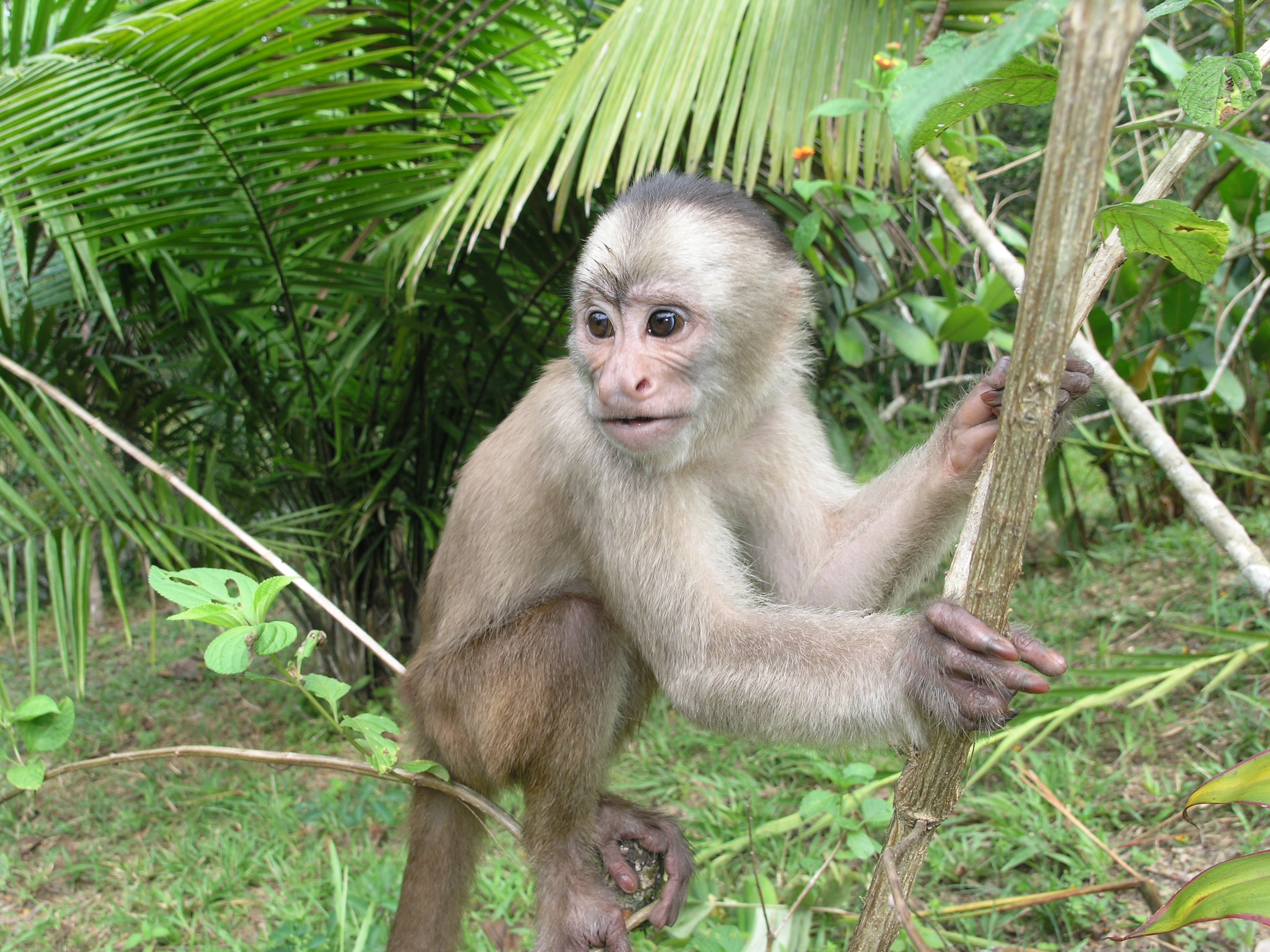 Monkey on the branch photo