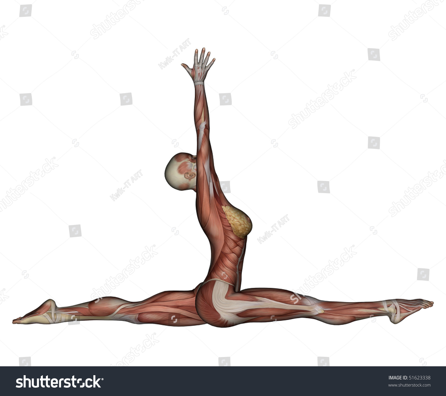 Yoga Monkey Pose Female Muscles Side Stock Illustration 51623338 ...