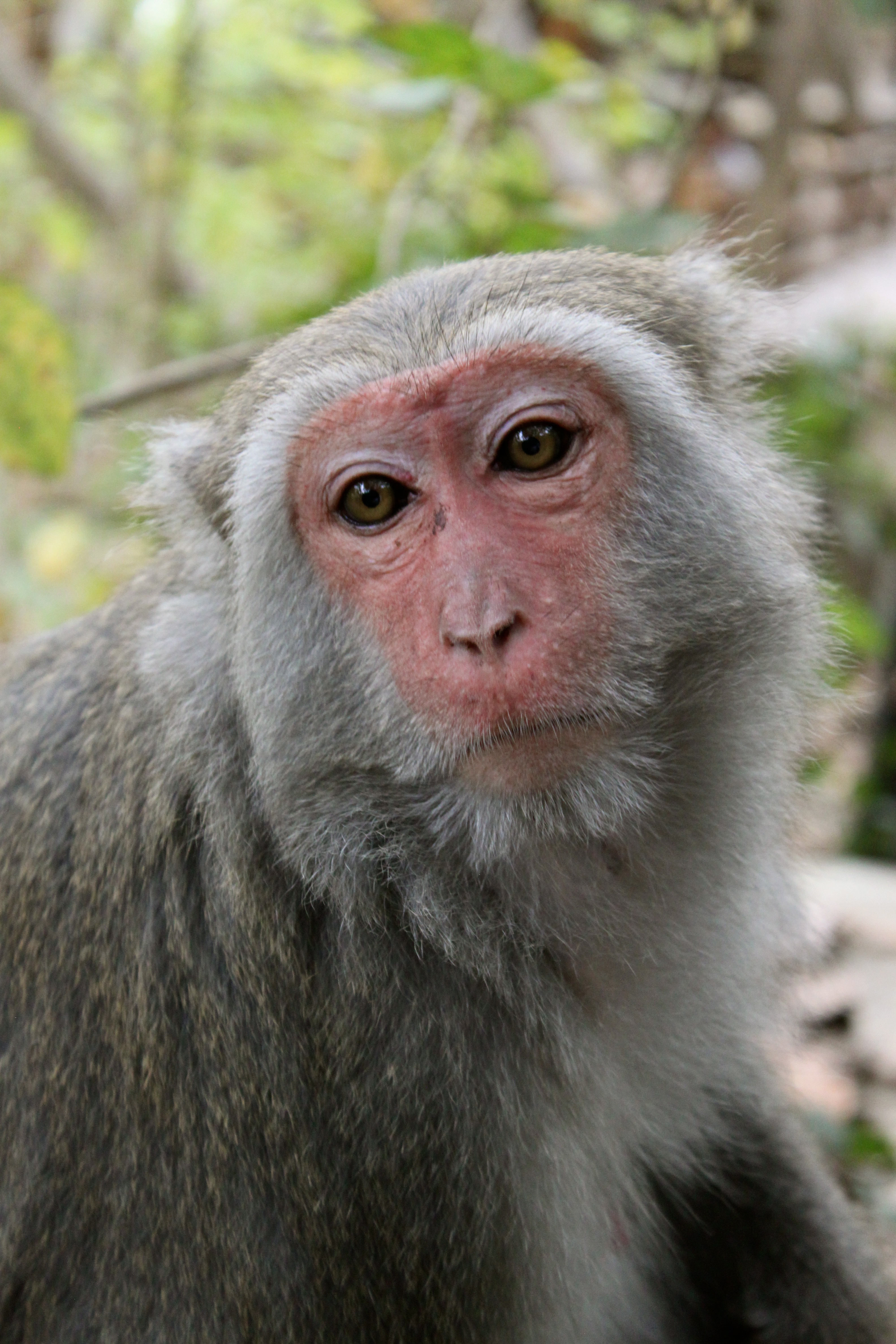 Monkey posing photo