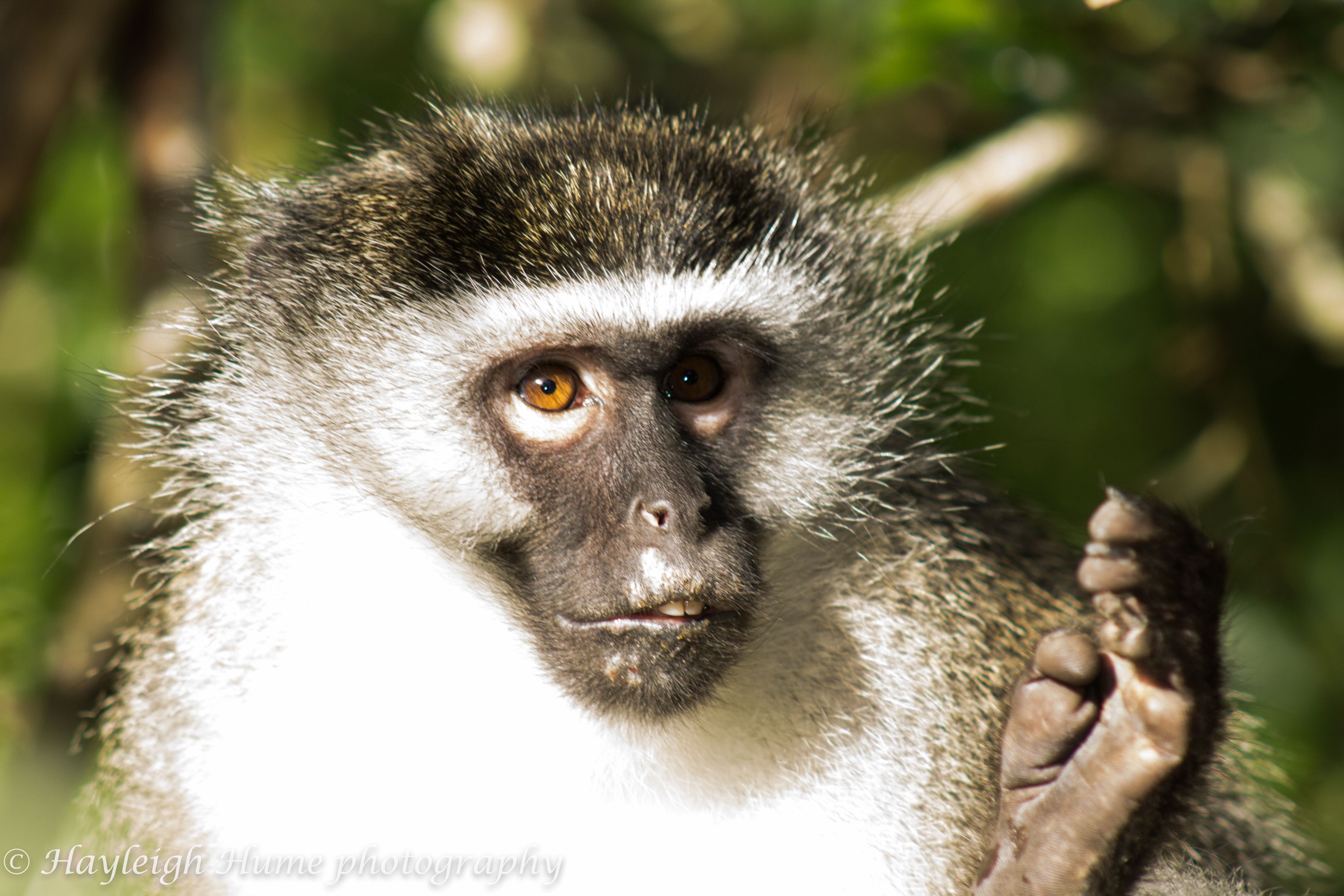 Shakespeare posing monkey | Monkeyland Sanctuary , South Africa ...