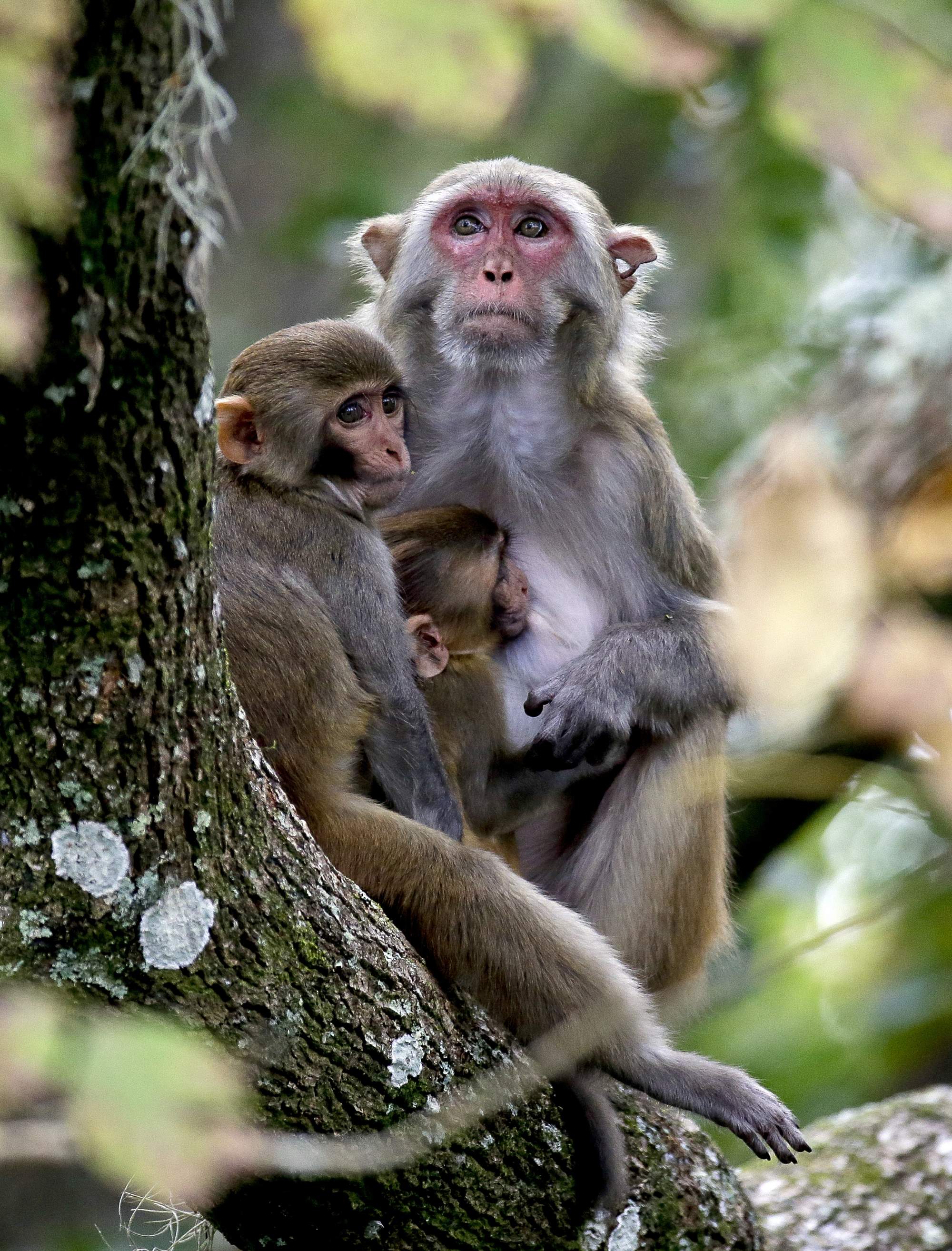 Florida's wild monkeys carry herpes virus, a concern to humans | tbo.com