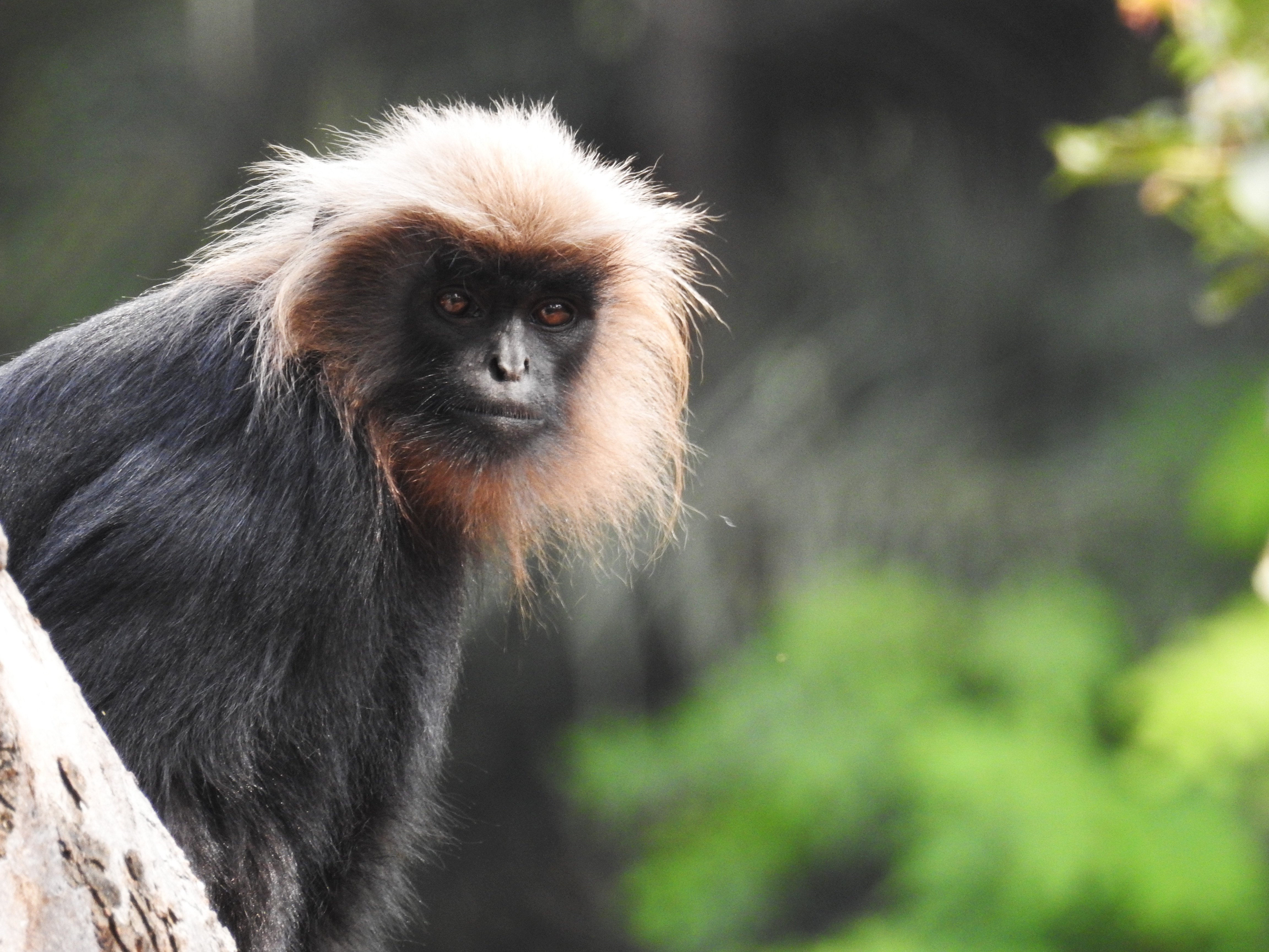 File:Monkey posing for camera.jpg - Wikimedia Commons