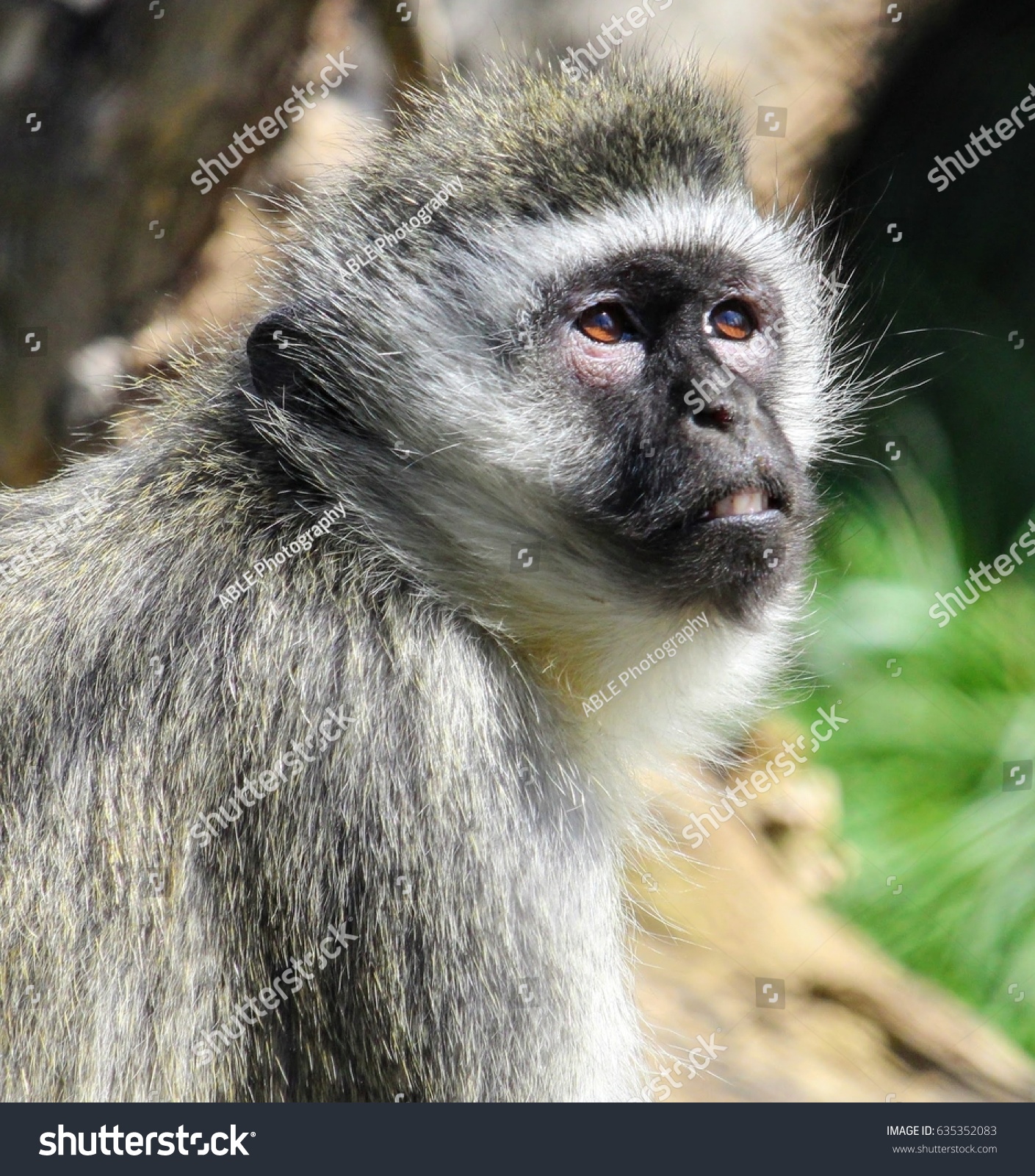 Monkey Posing Stock Photo (Royalty Free) 635352083 - Shutterstock