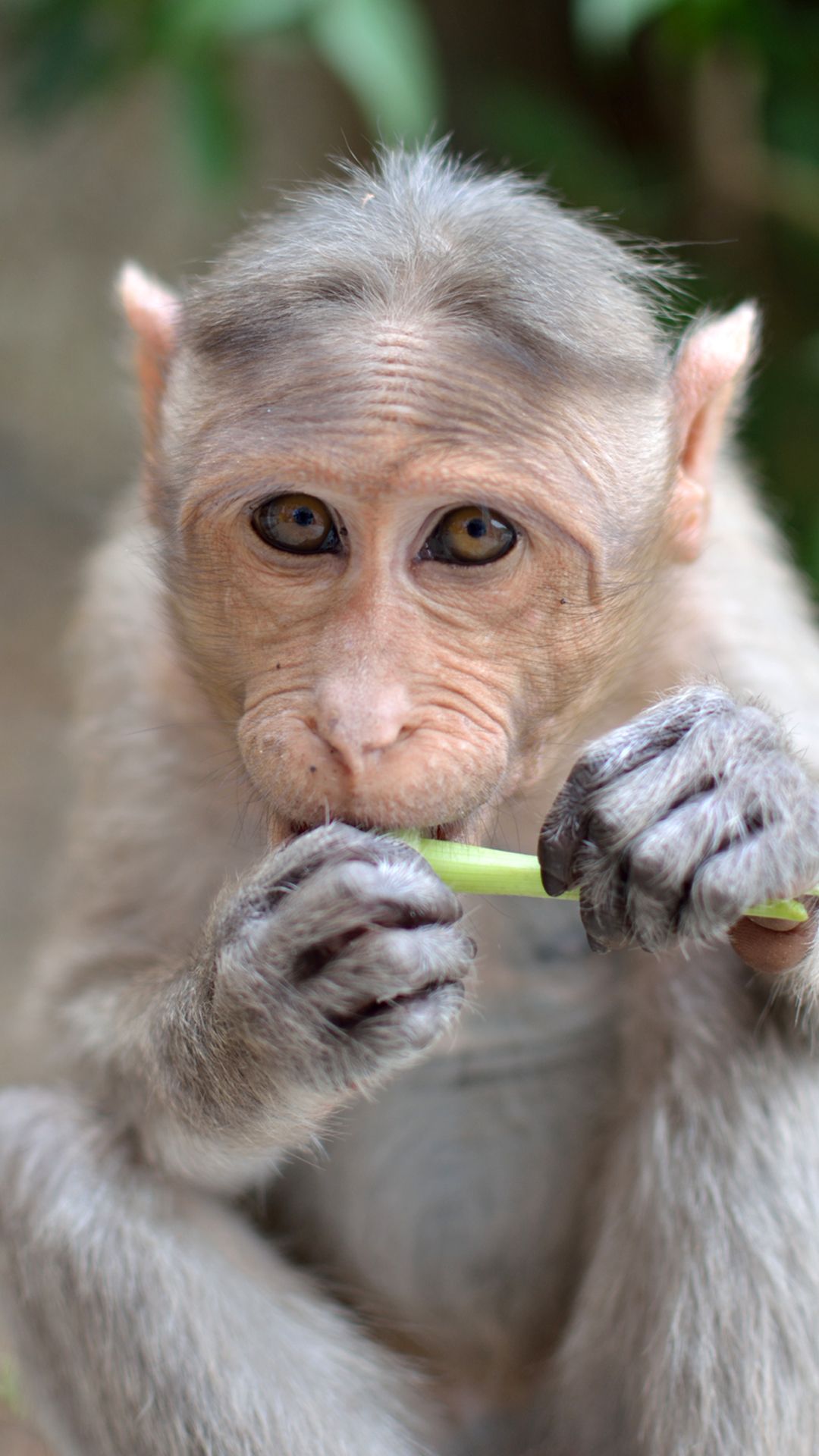 monkey posing to camera | My Photography | Pinterest | Monkey, Pose ...