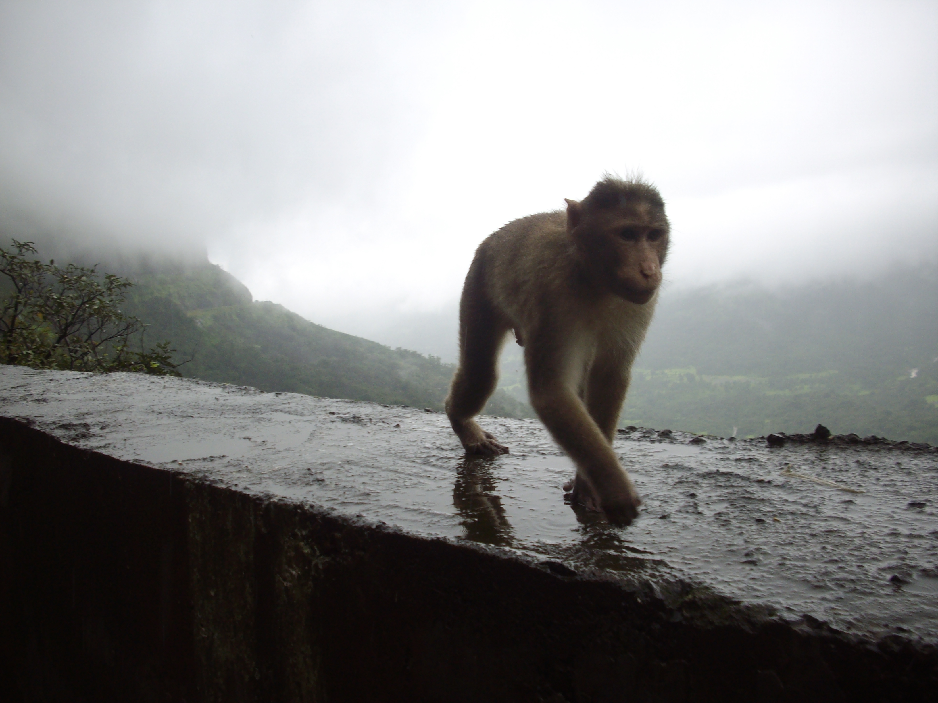 File:Rhesus monkey at Malshej ghat in India..JPG - Wikimedia Commons
