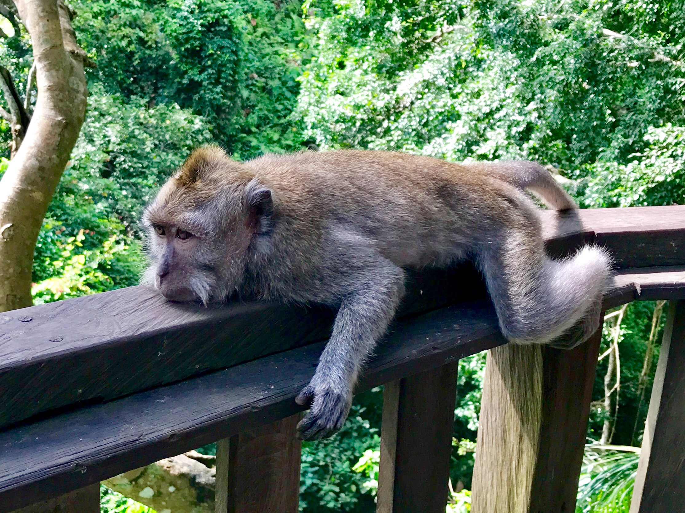 Sacred Monkey Forest Sanctuary, Bali, Indonesia – LIVETHEDREAMWITHTORI