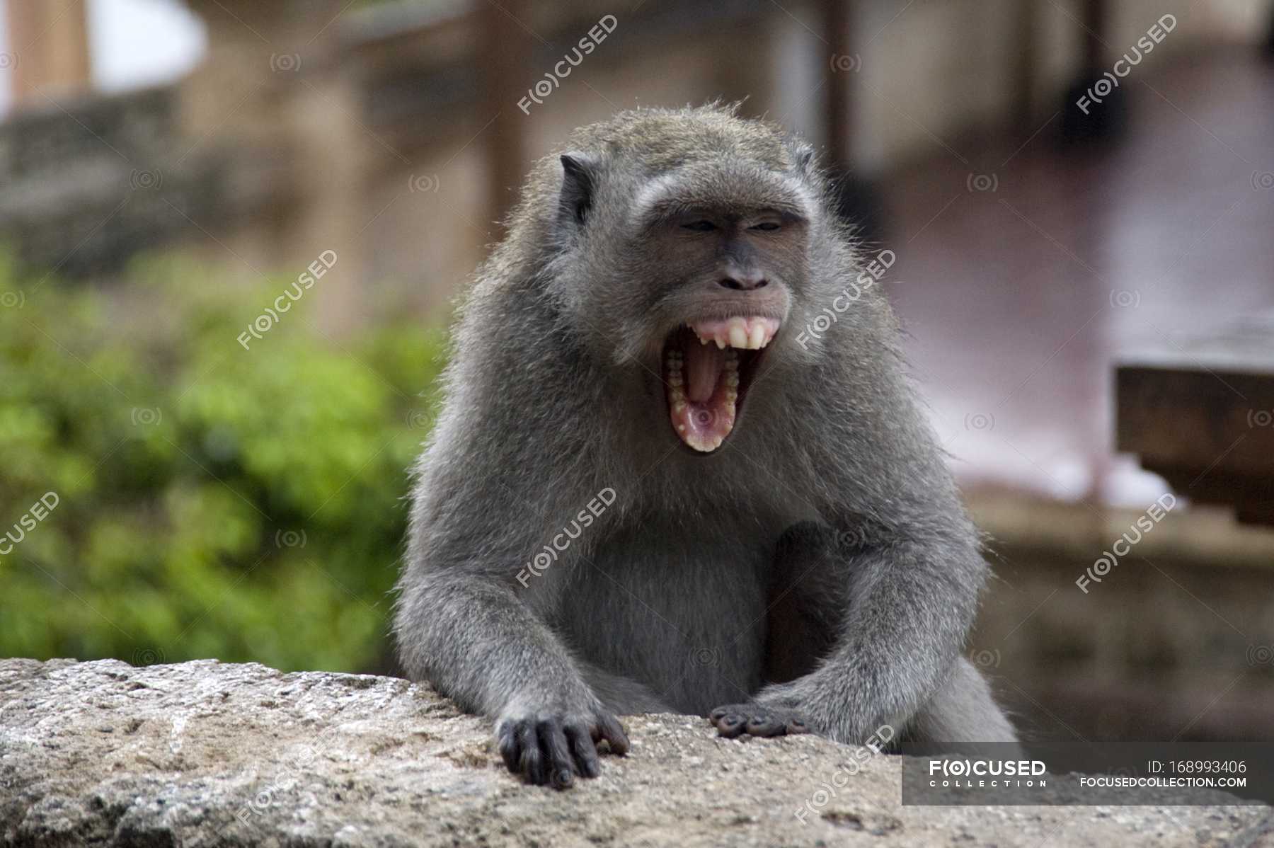 Monkey Screaming outdoors — Stock Photo | #168993406