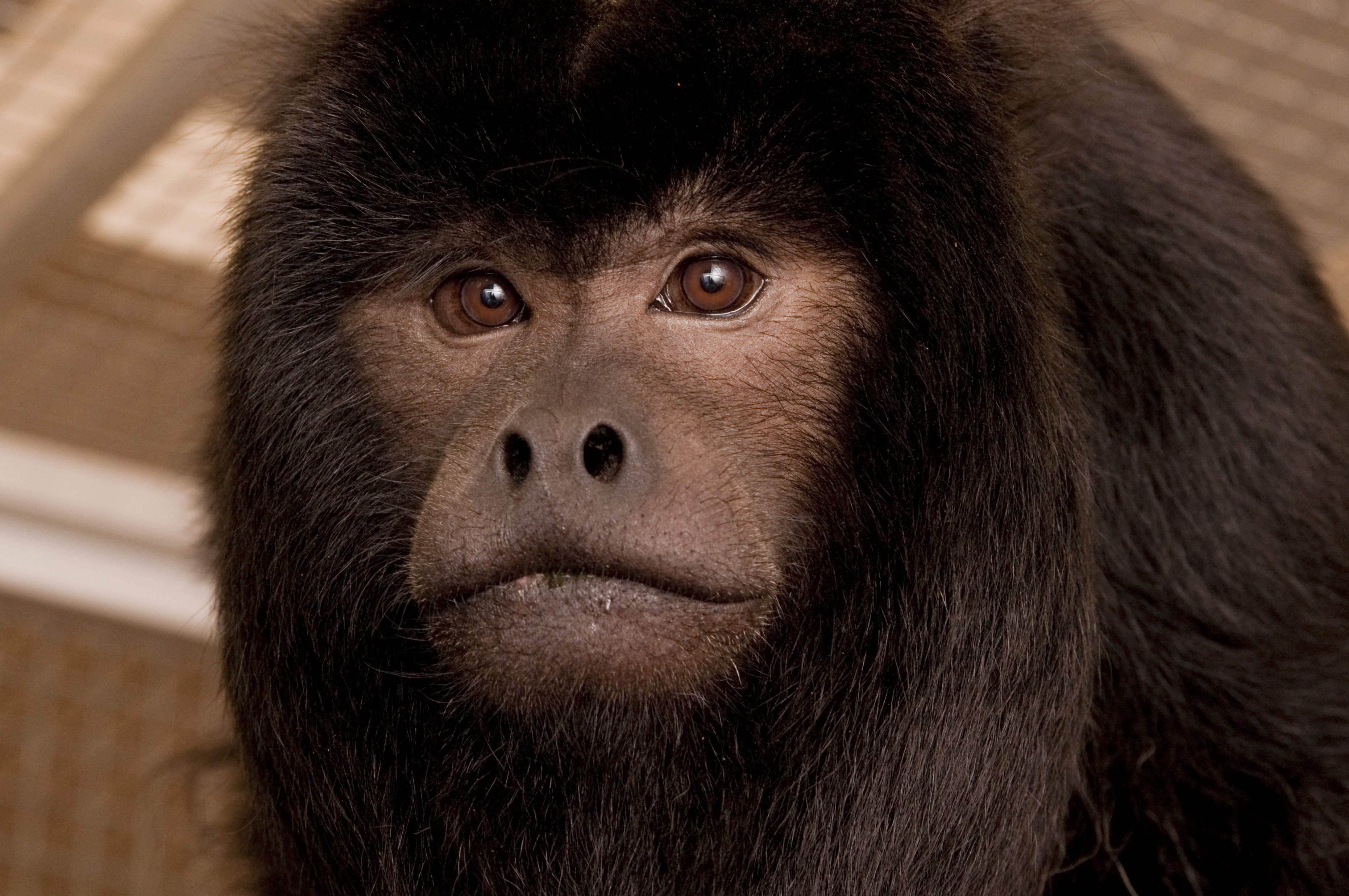 black howler monkey | Oregon Zoo