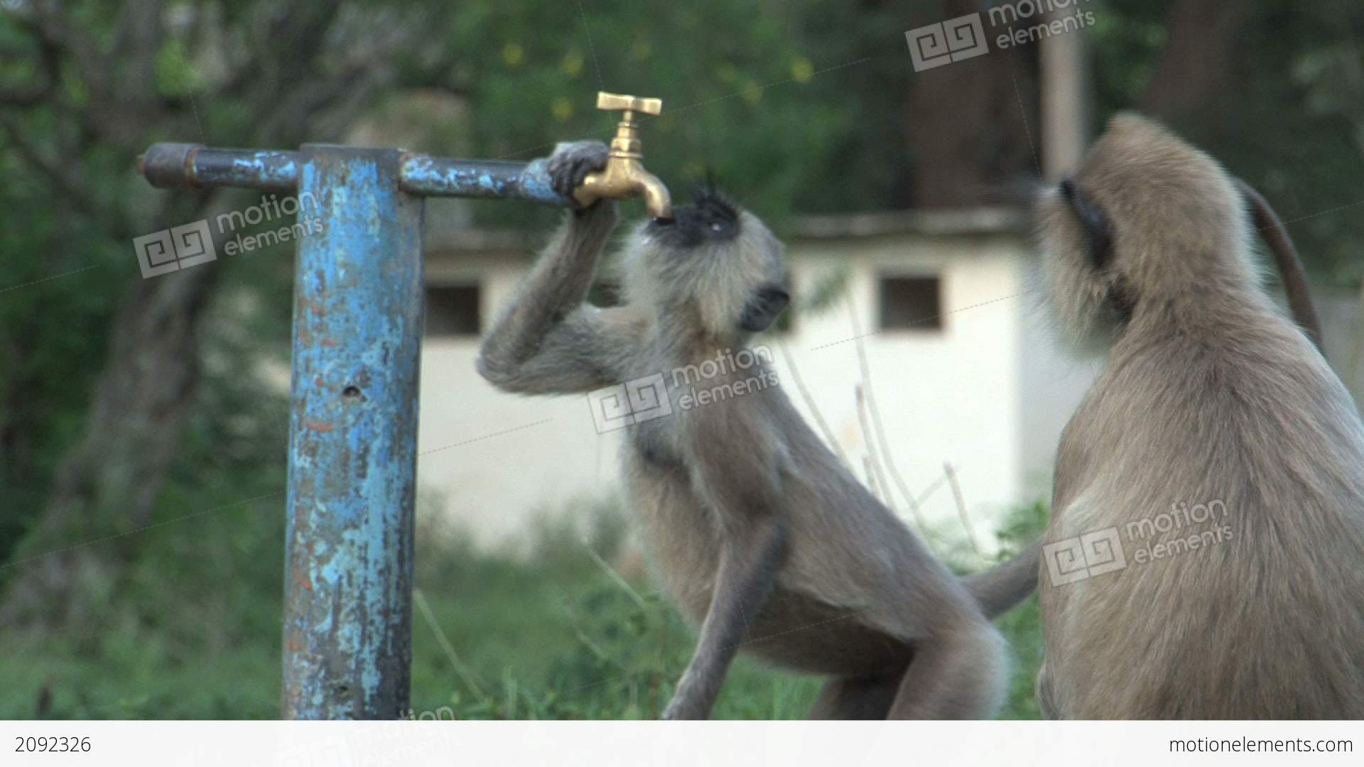 Monkey Drinking Water Out Of A Crane Stock video footage | 2092326