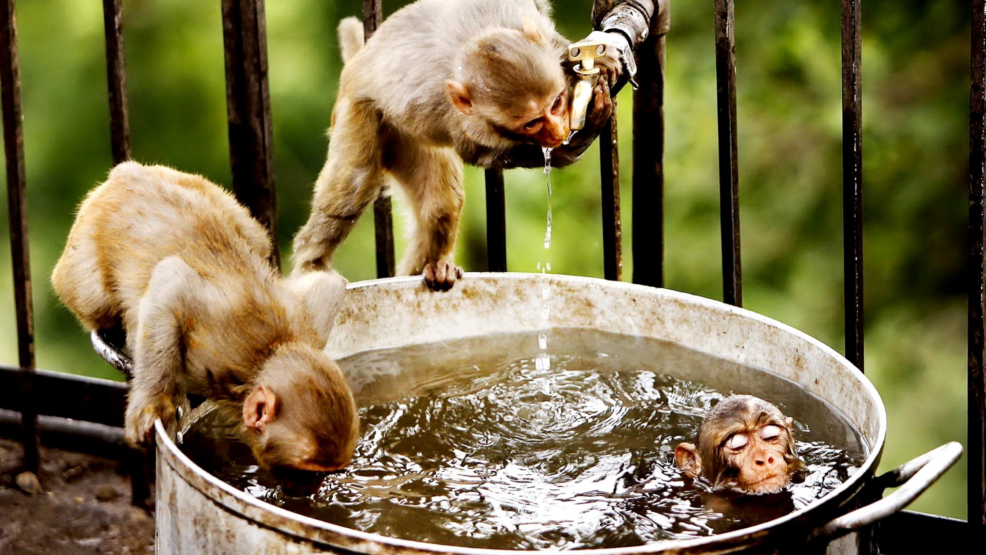 water, animals, bathing, funny, monkeys, drinking :: Wallpapers