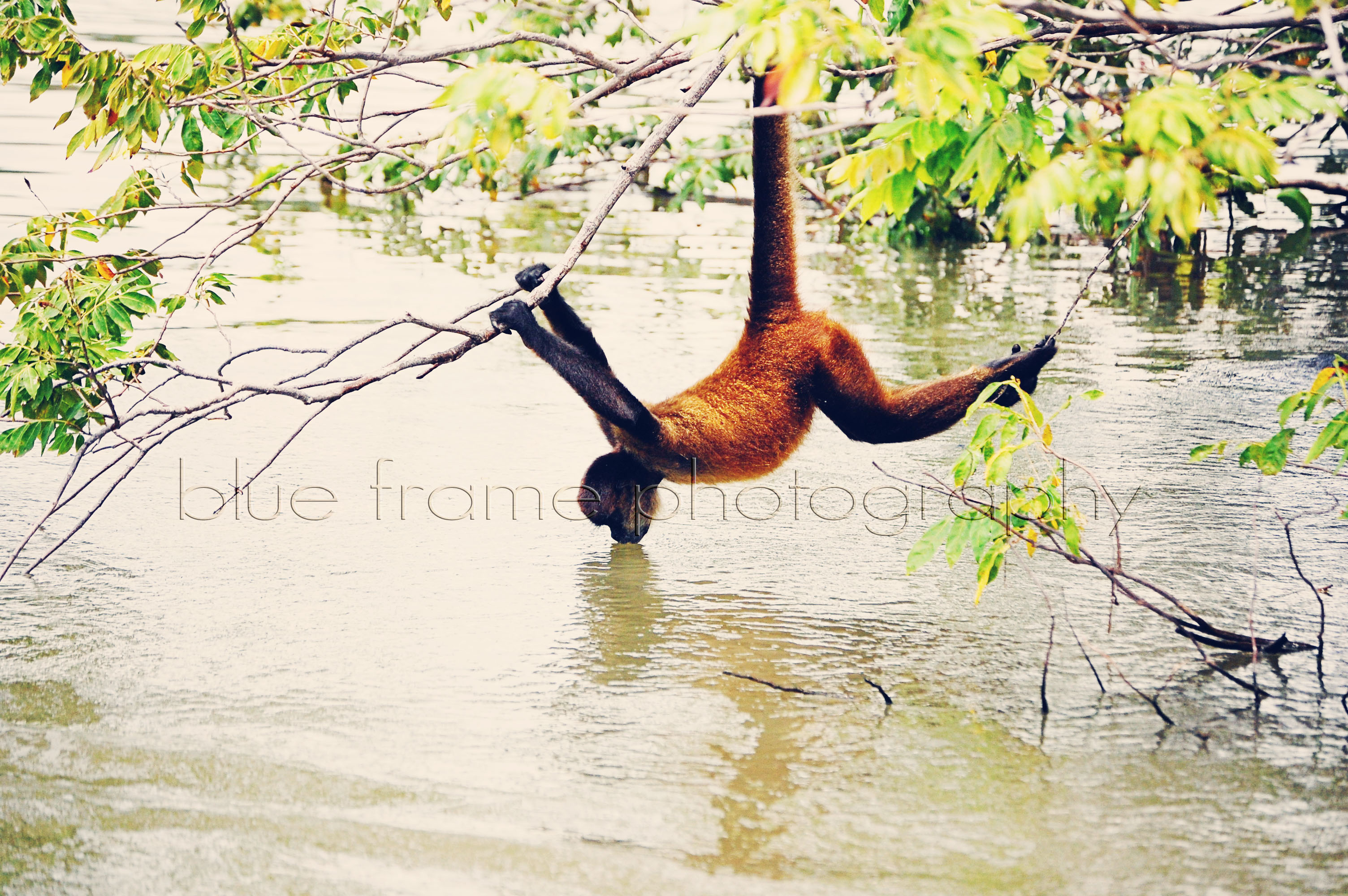 Wild Monkeys on Monkey Island | Blue Frame Photography