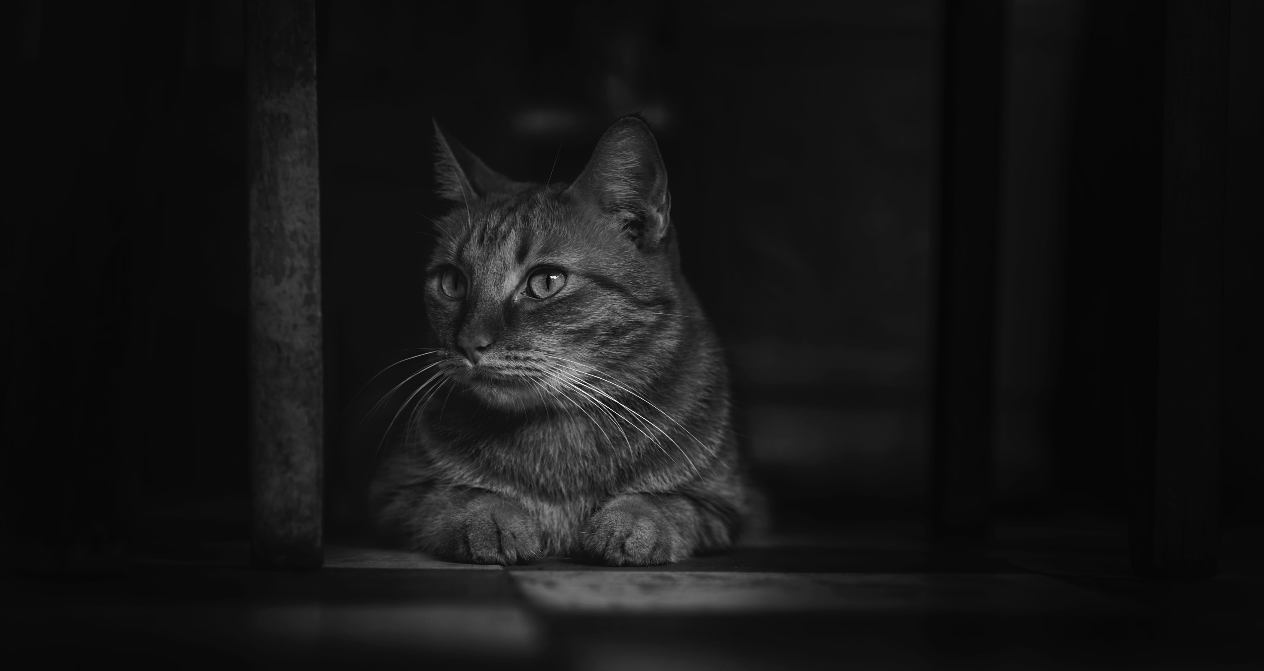 Monochrome photography of cat