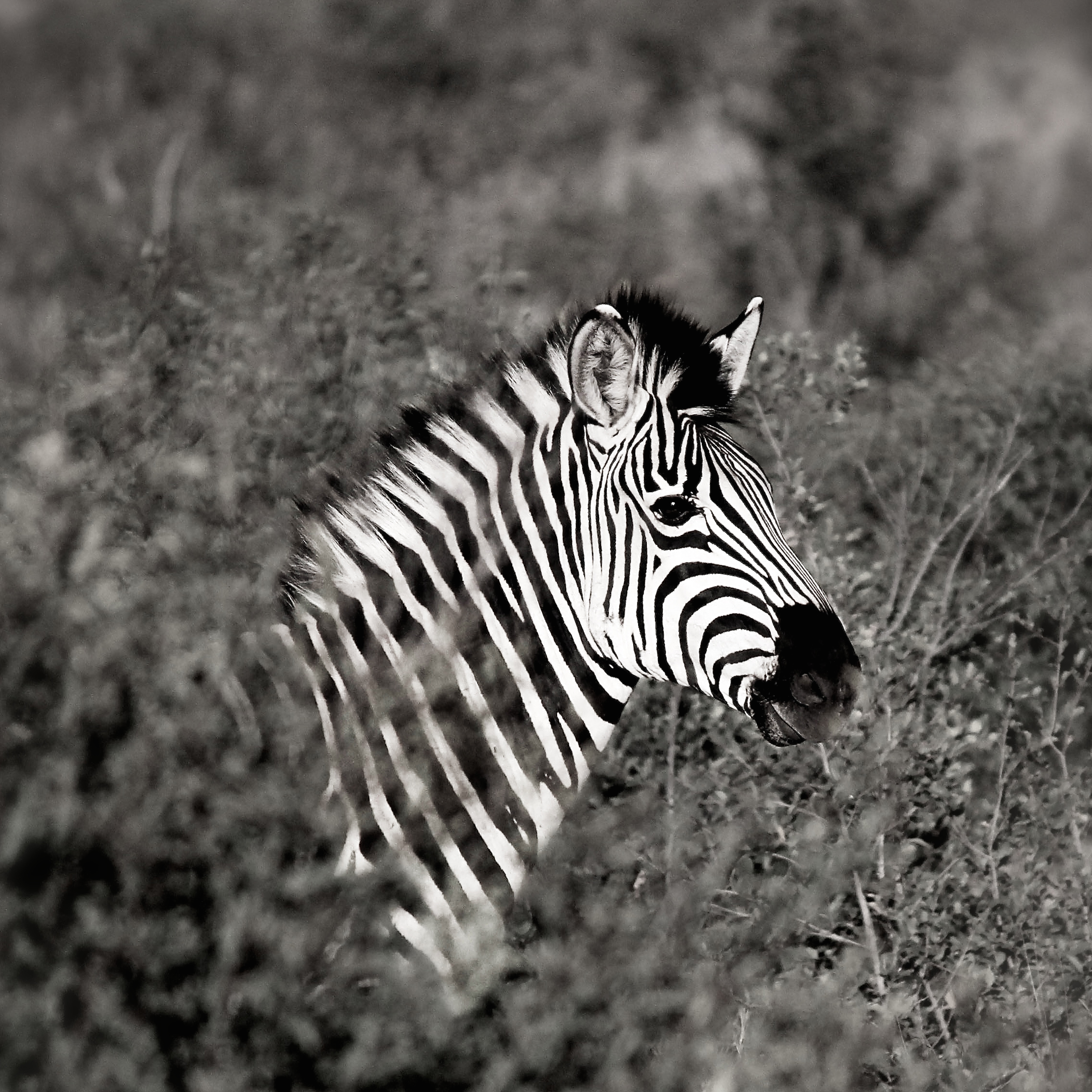 Monochrome Photography of Zebra, Animal, Mane, Wildlife, Wild animal, HQ Photo