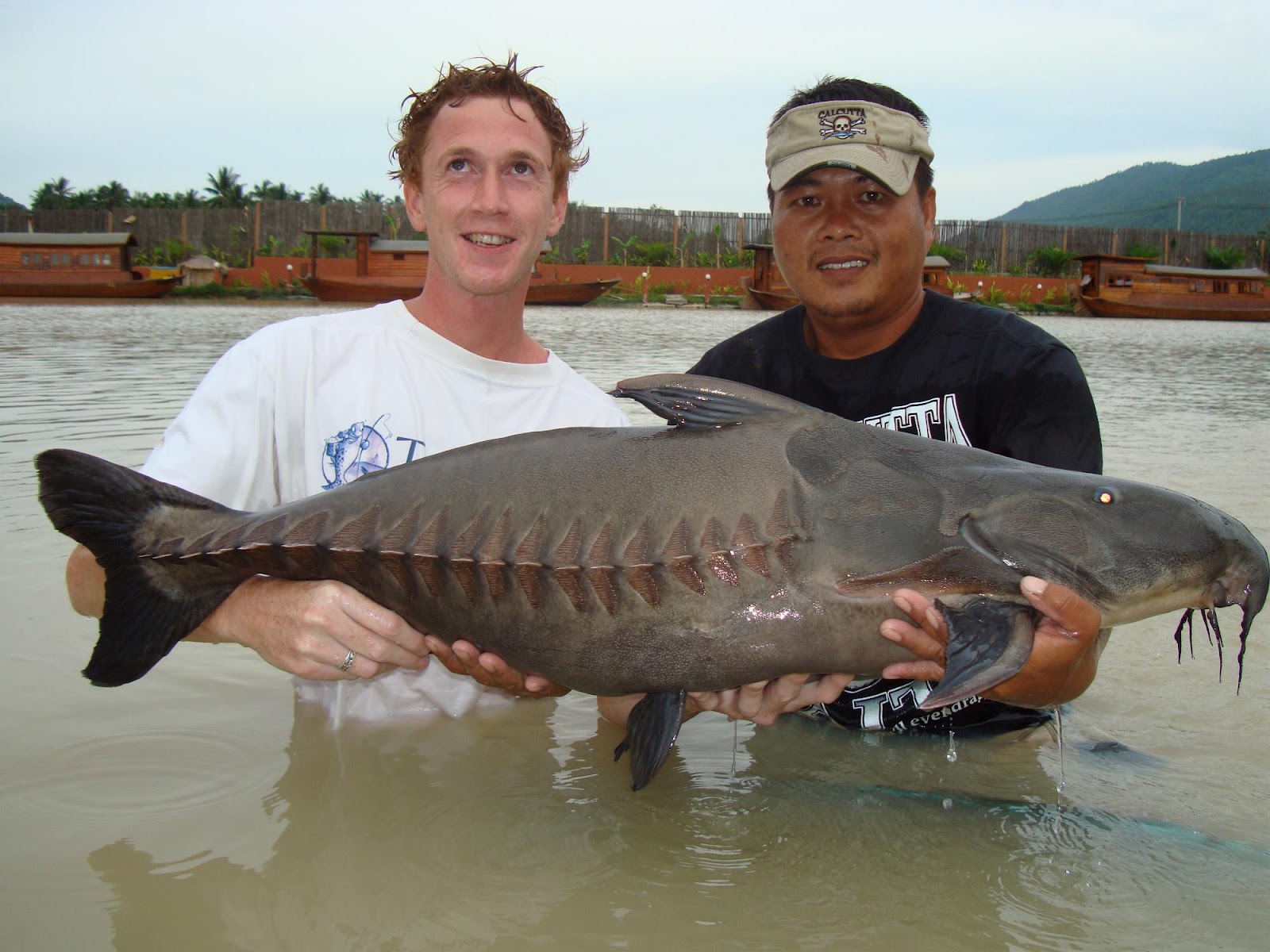 Big Fishes of the World: CATFISH RIPSAW (Oxydoras niger)
