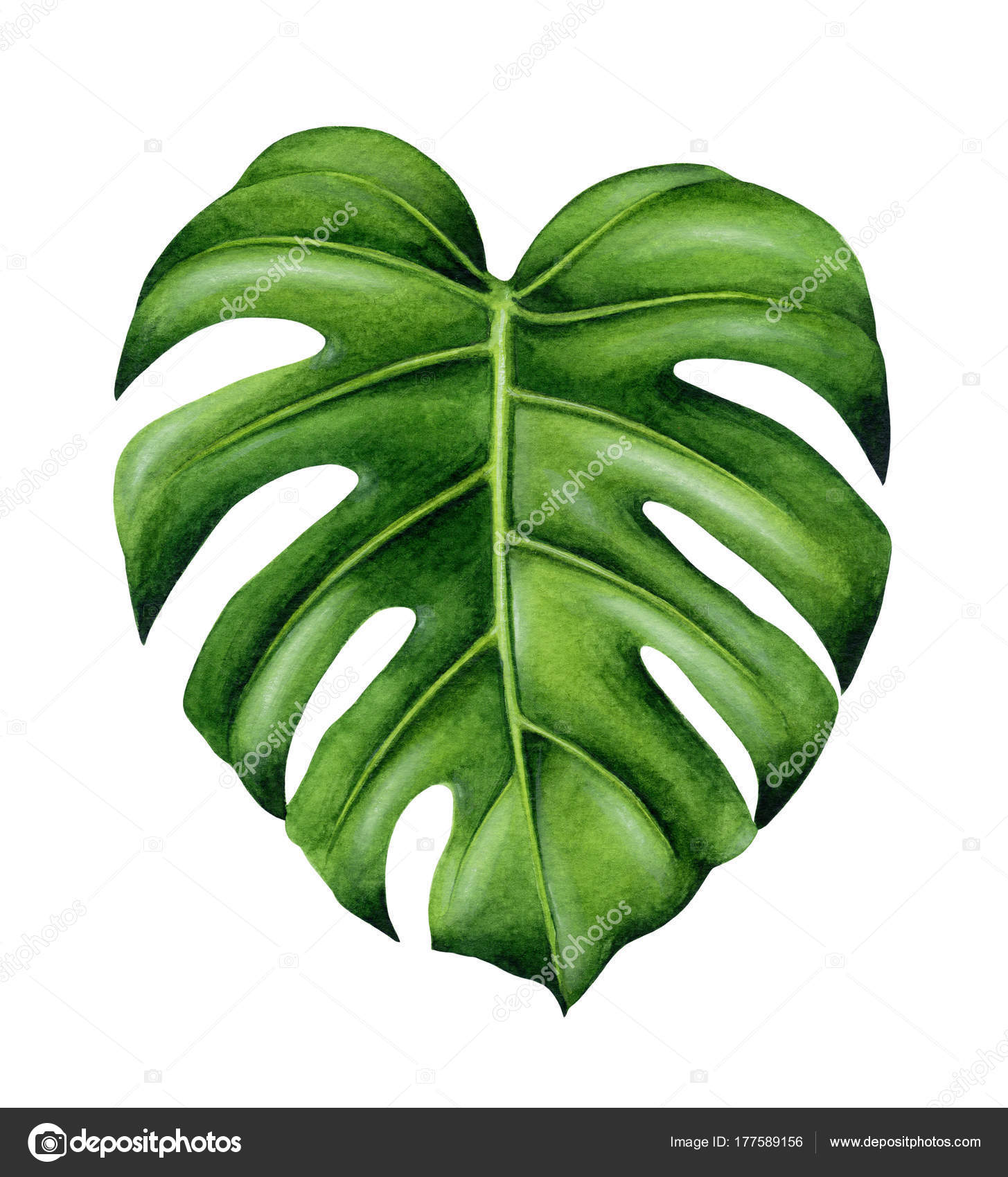 Green monstera leaf. — Stock Photo © jviktoriia.gmail.com #177589156