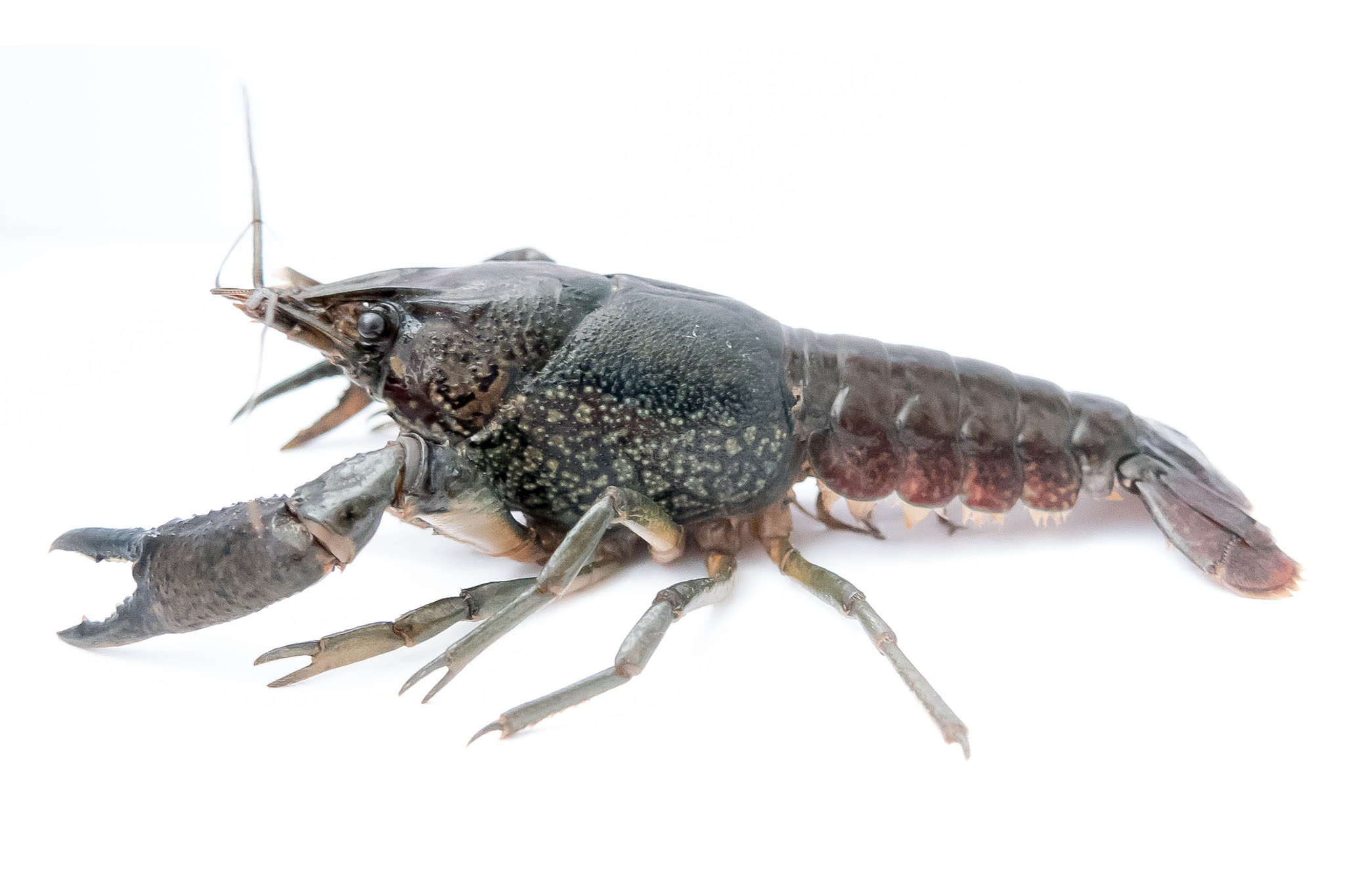 Scientists Use Marbled Crayfish to Study Tumor Evolution