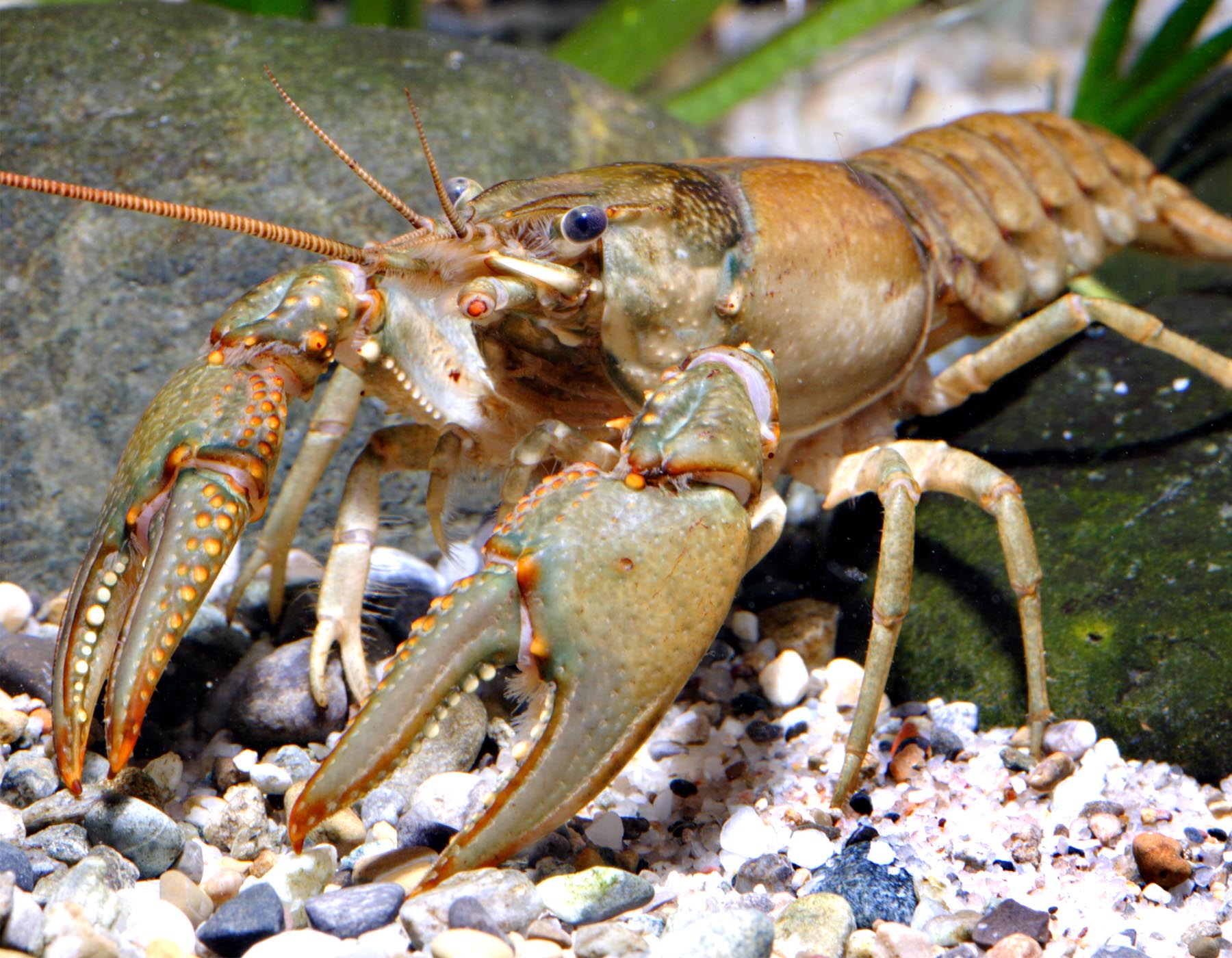 Virile Crayfish (Northern Crayfish) | MDC Discover Nature