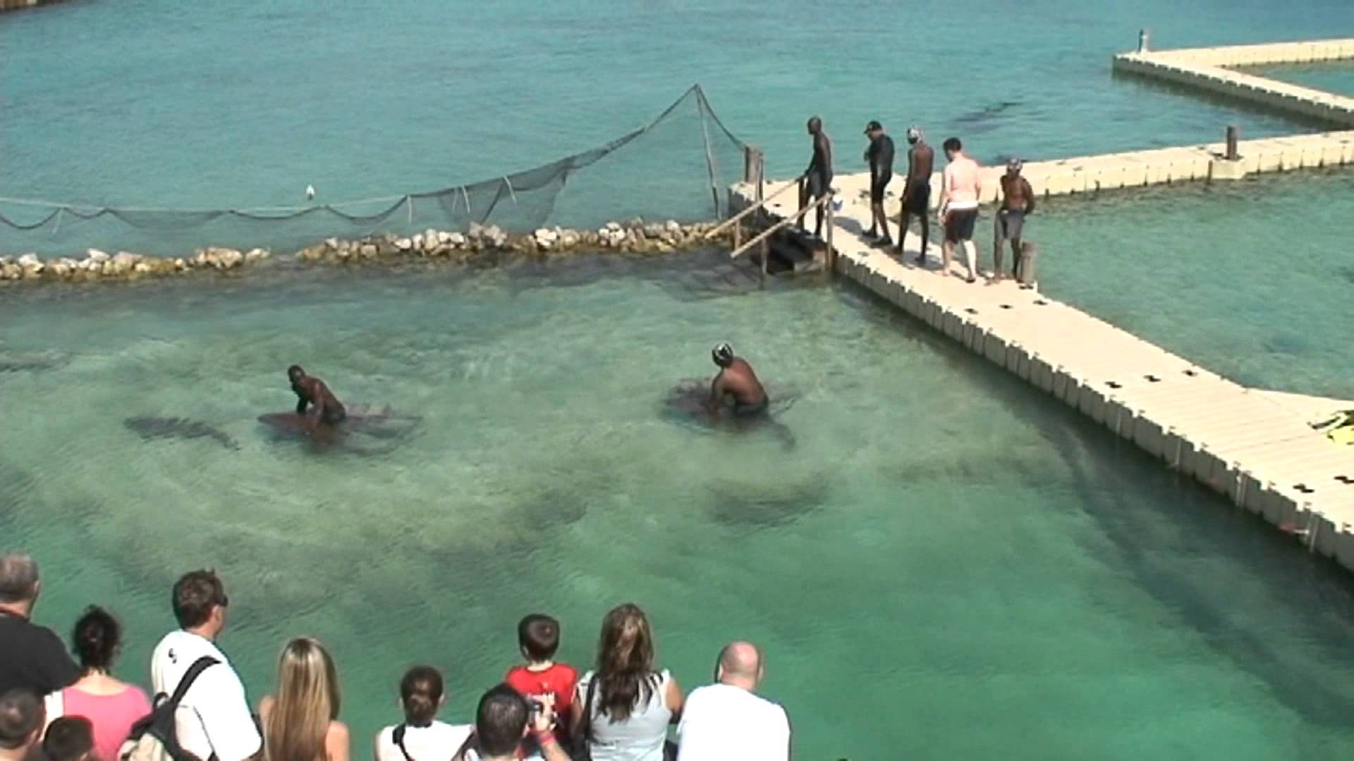 Dolphin Cove Montego Bay Jamaica - YouTube